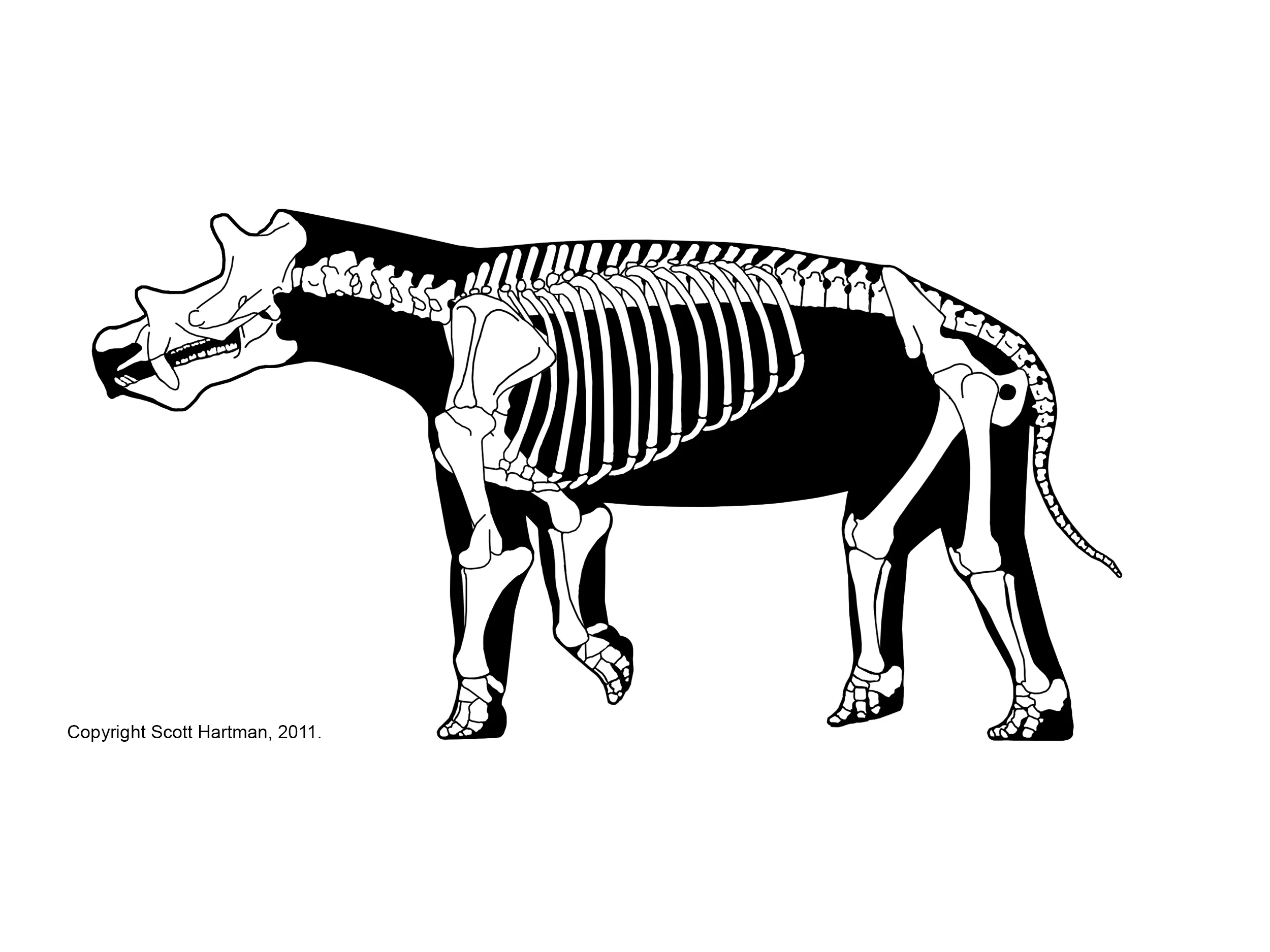 Uintatherium