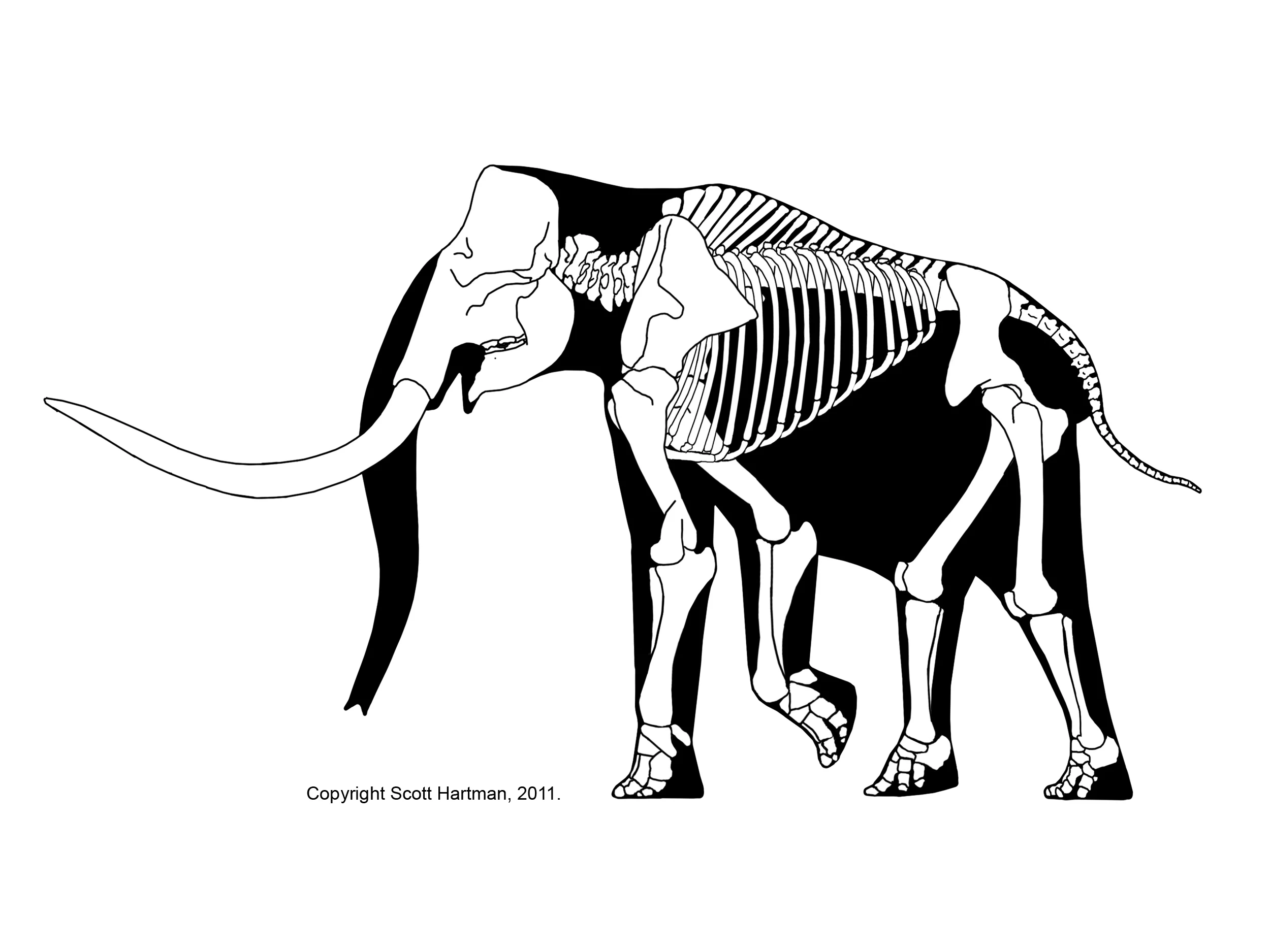 Mammuthus