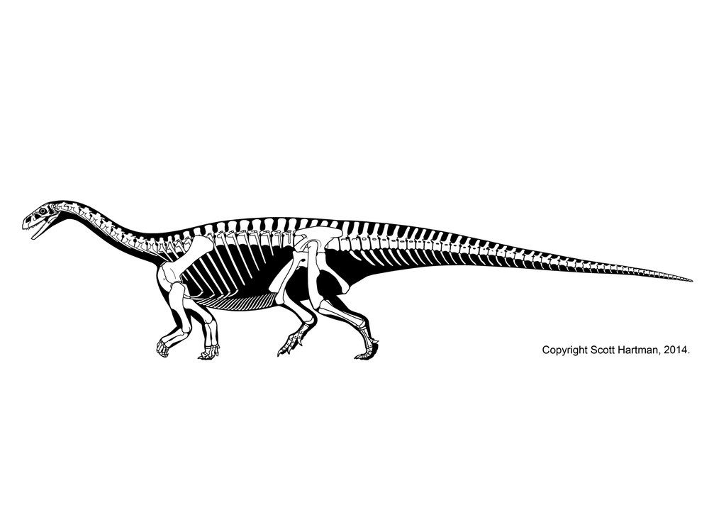 Deinocheirus - Therizinosaur or hadrosaur mimic?Dr. Scott Hartman's  Skeletal Drawing.com