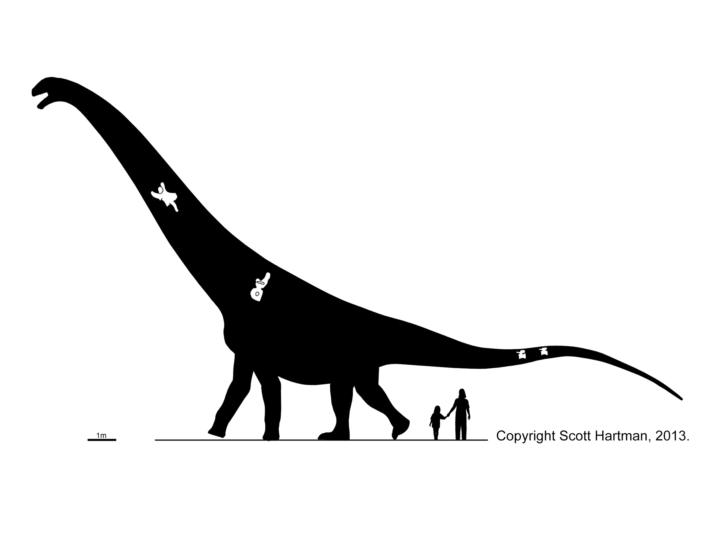 Puertasaurus reuili