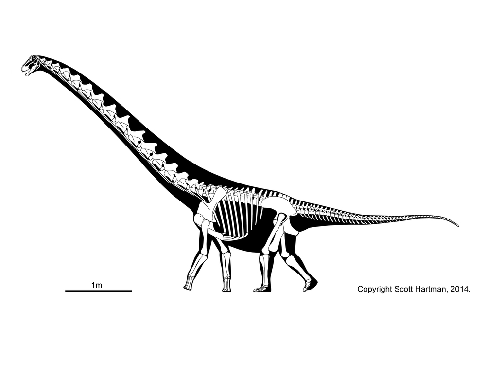 Deinocheirus - Therizinosaur or hadrosaur mimic?Dr. Scott Hartman's  Skeletal Drawing.com