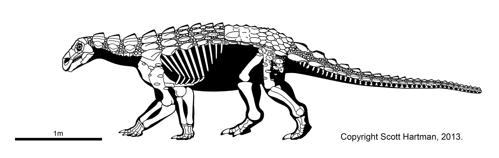 Europelta with Armor websized.jpg