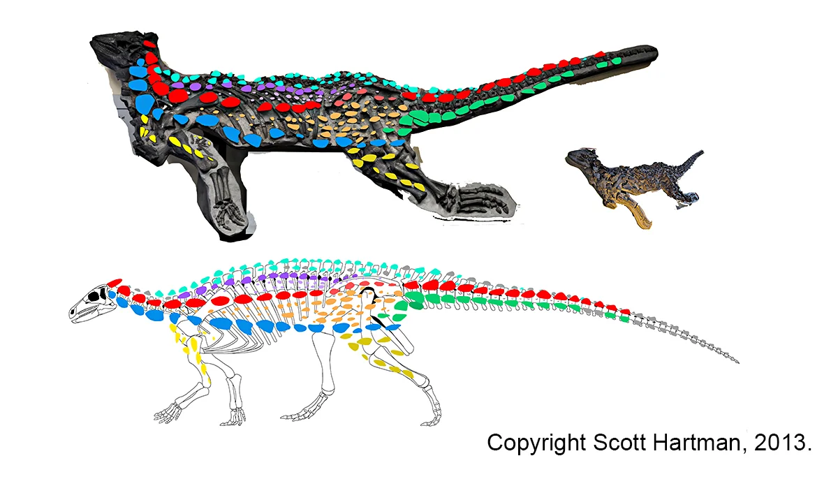 Desperate measures were taken when reconstructing the armor of Scelidosaurus .