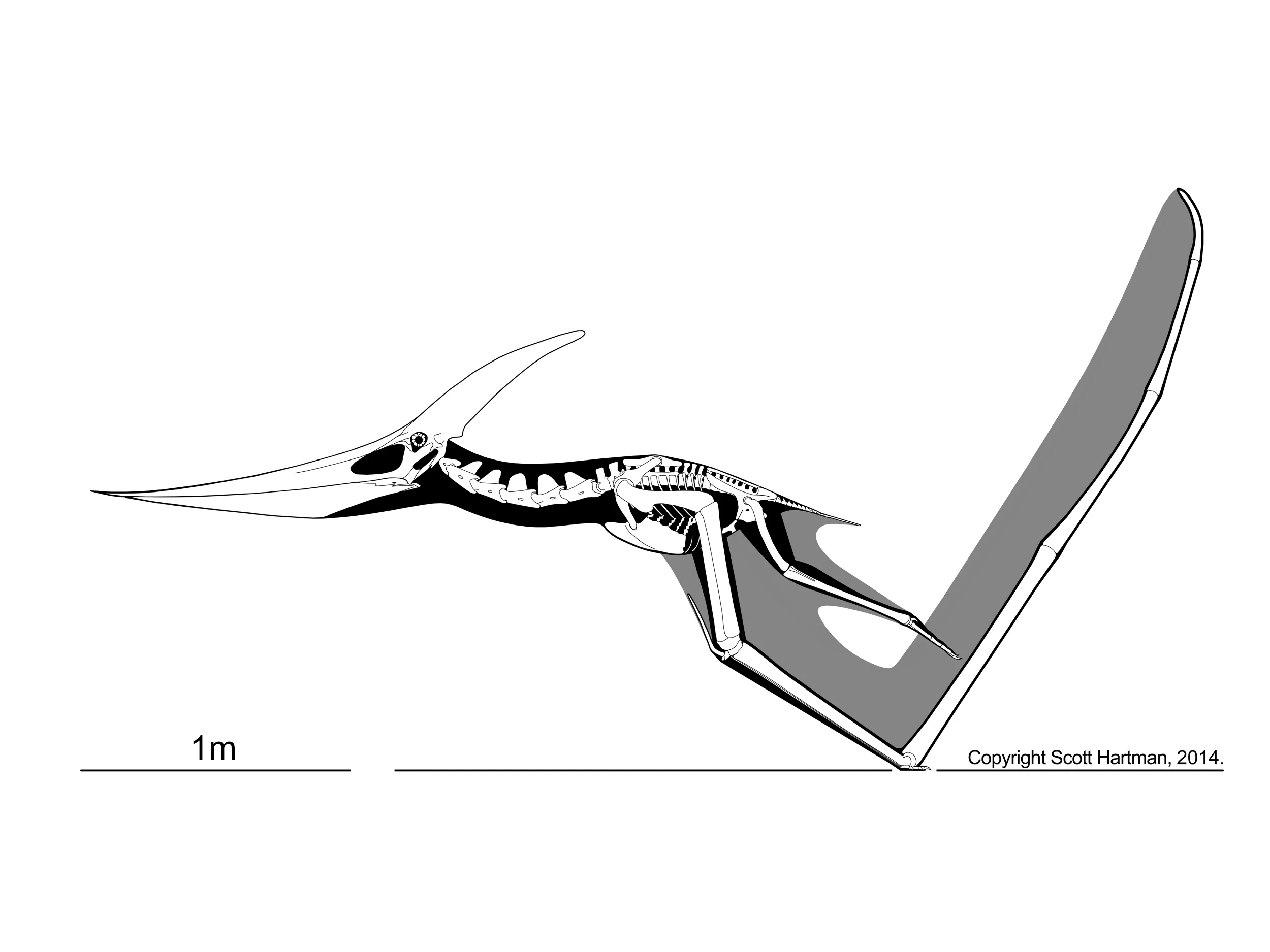 Pteranodon