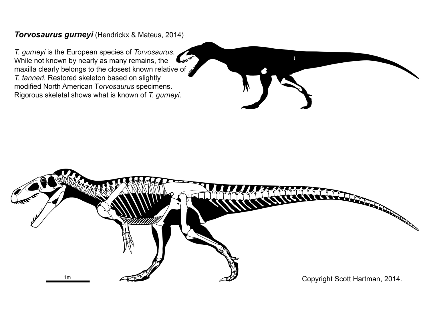 Torvosaurus gurneyi.jpg