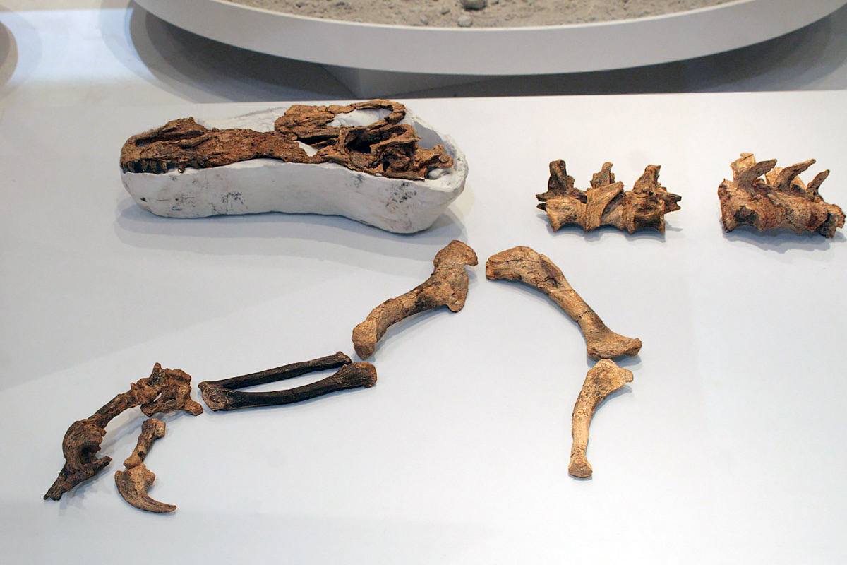 Guanlong wucaii specimen. Photo from academic.ru .