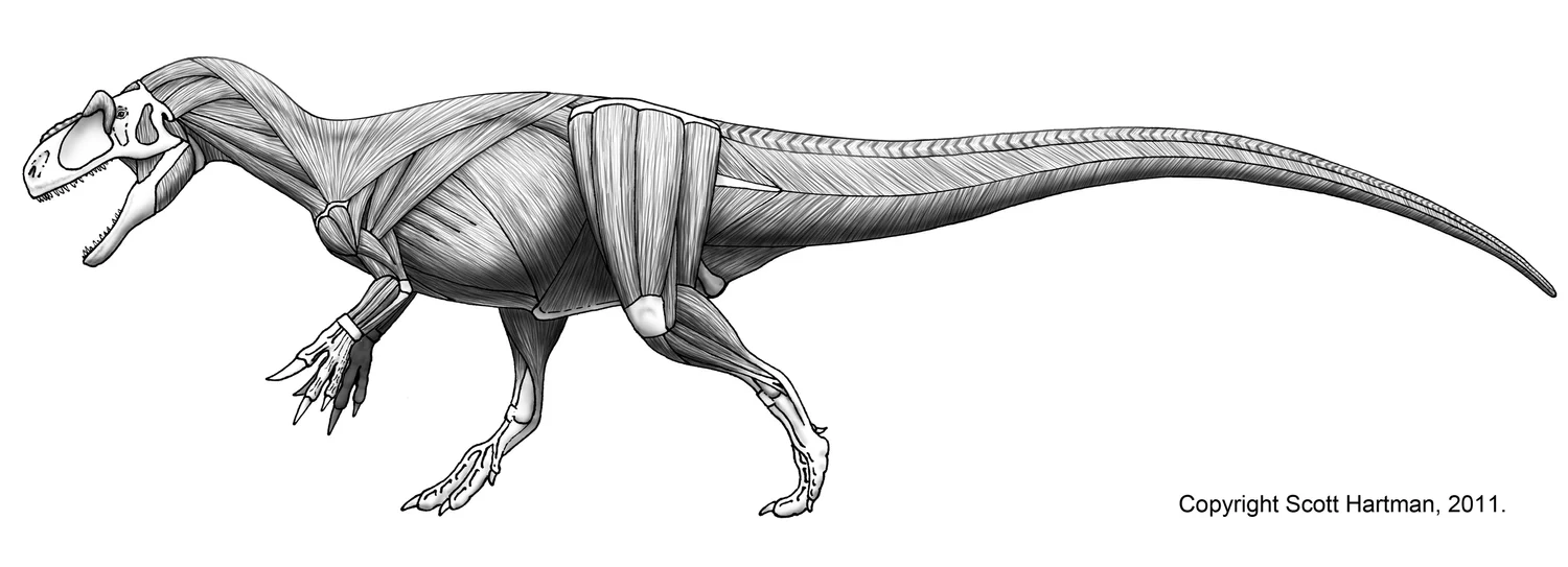 Allosaurus Muscle ReconstructionDr. Scott Hartman's Skeletal Drawing.com
