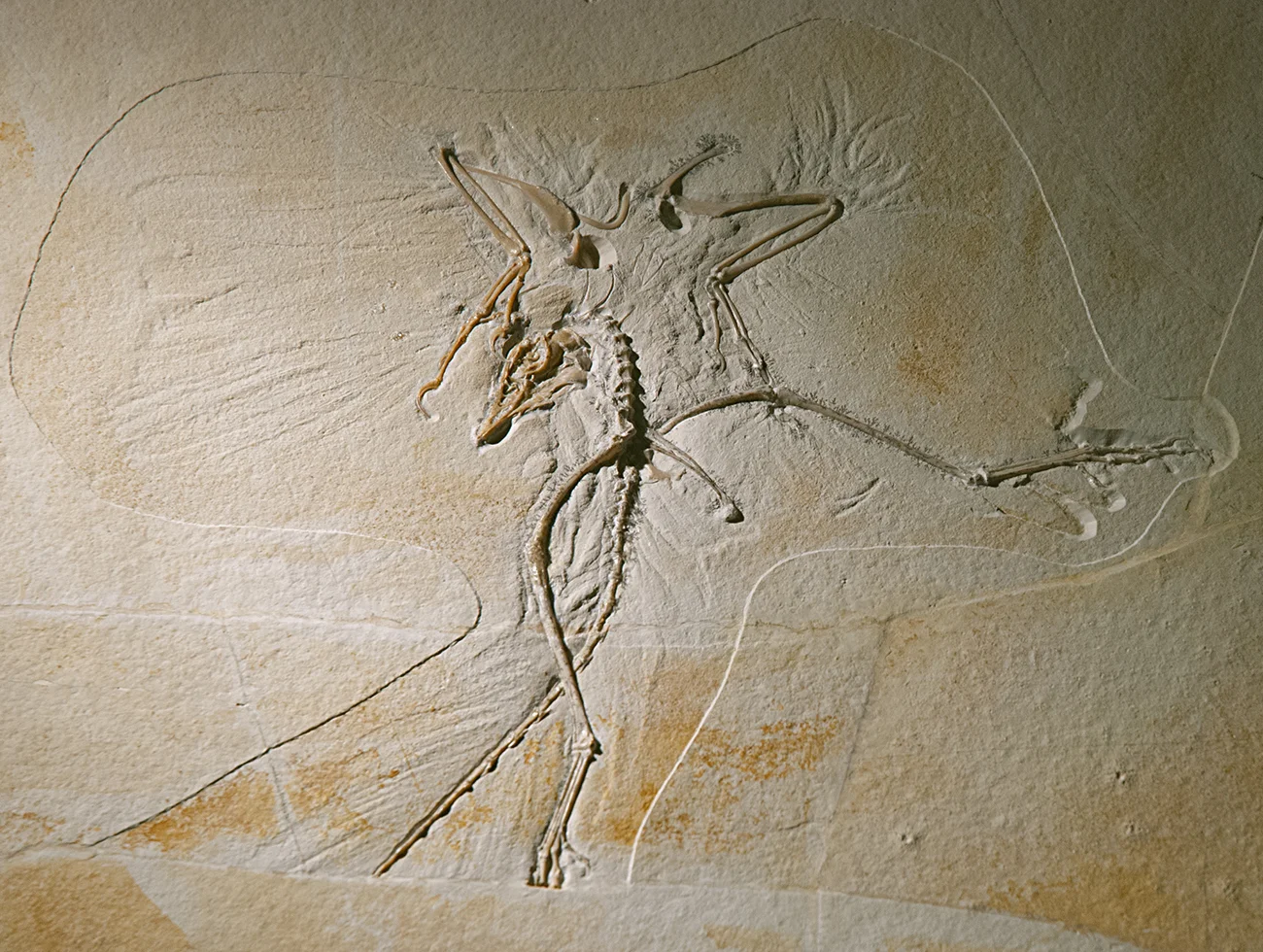 archaeo header.jpg