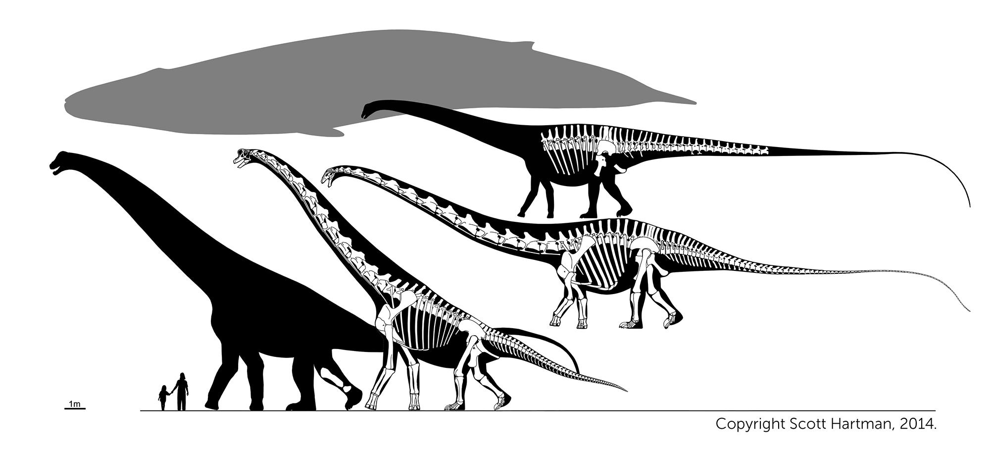 Dinos from left to right: Giant Alamosaurus tibia, Giraffatitan (HMN SII), Supersaurus (WDC) and Diplodocus (NMMNH).