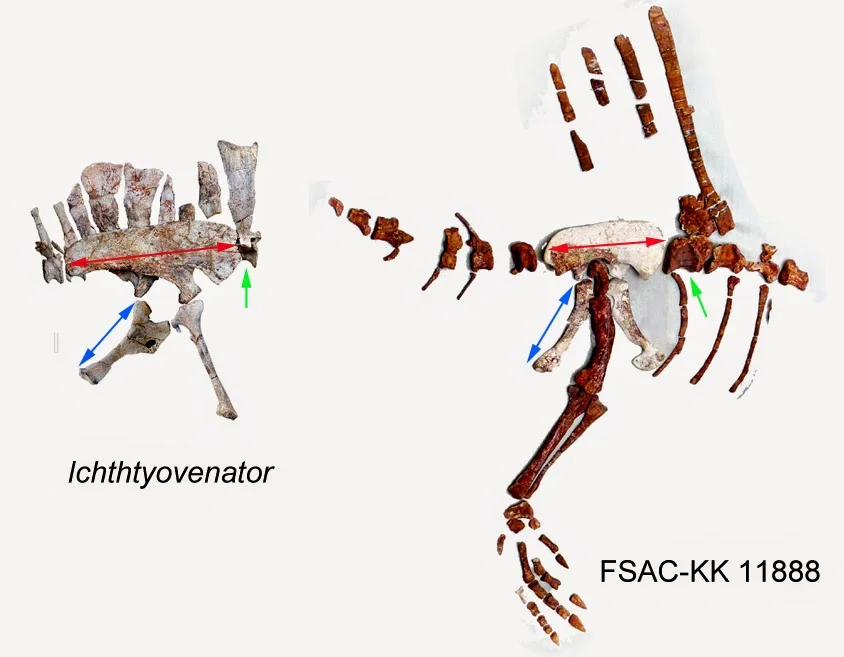 Also from Cau's Theropoda blog .