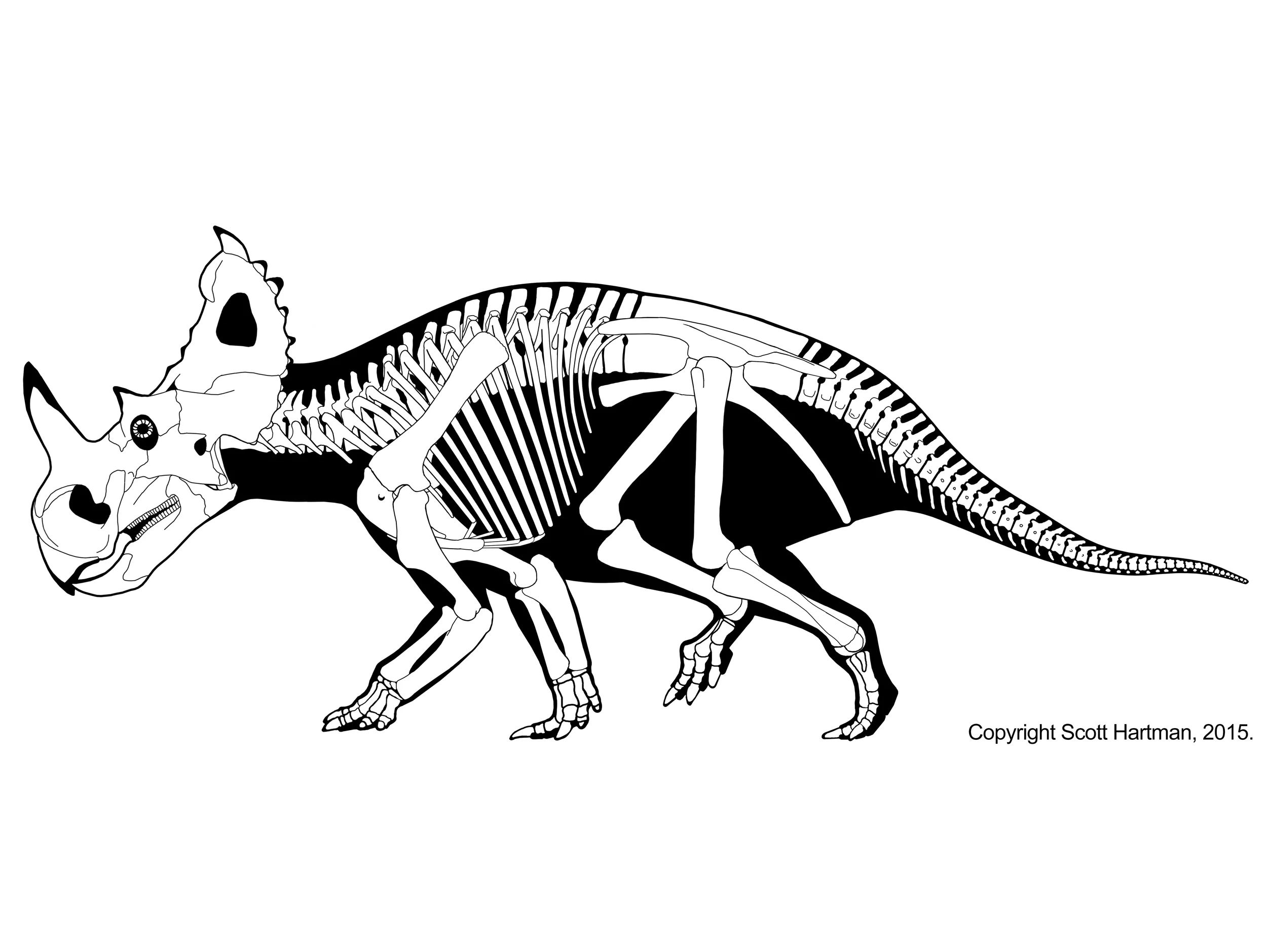 Centrosaurus apertus