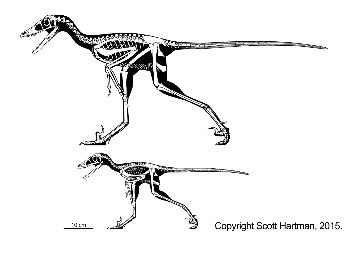 Sinornithosaurus adult & juvenile