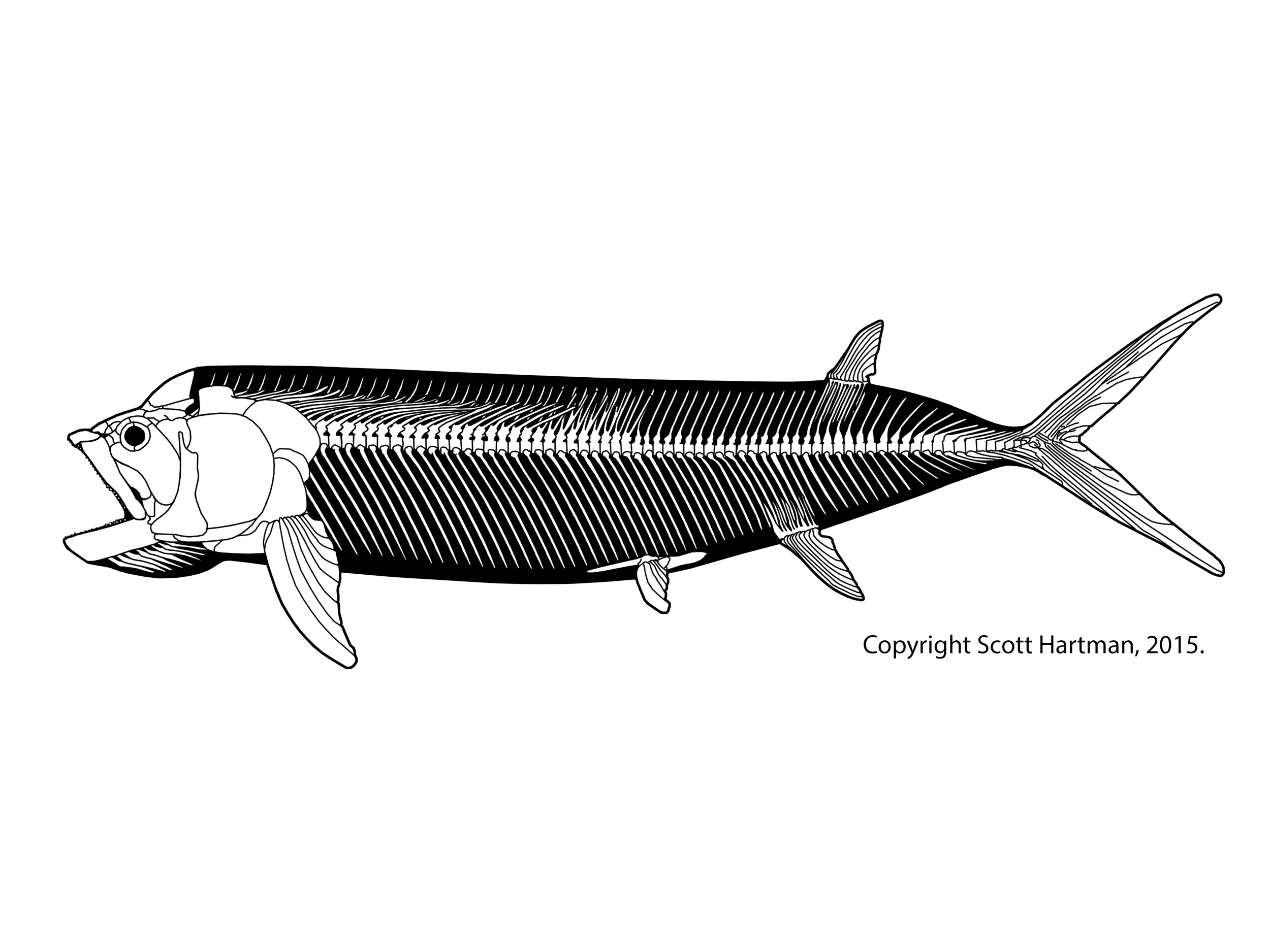 Ichthyodectes