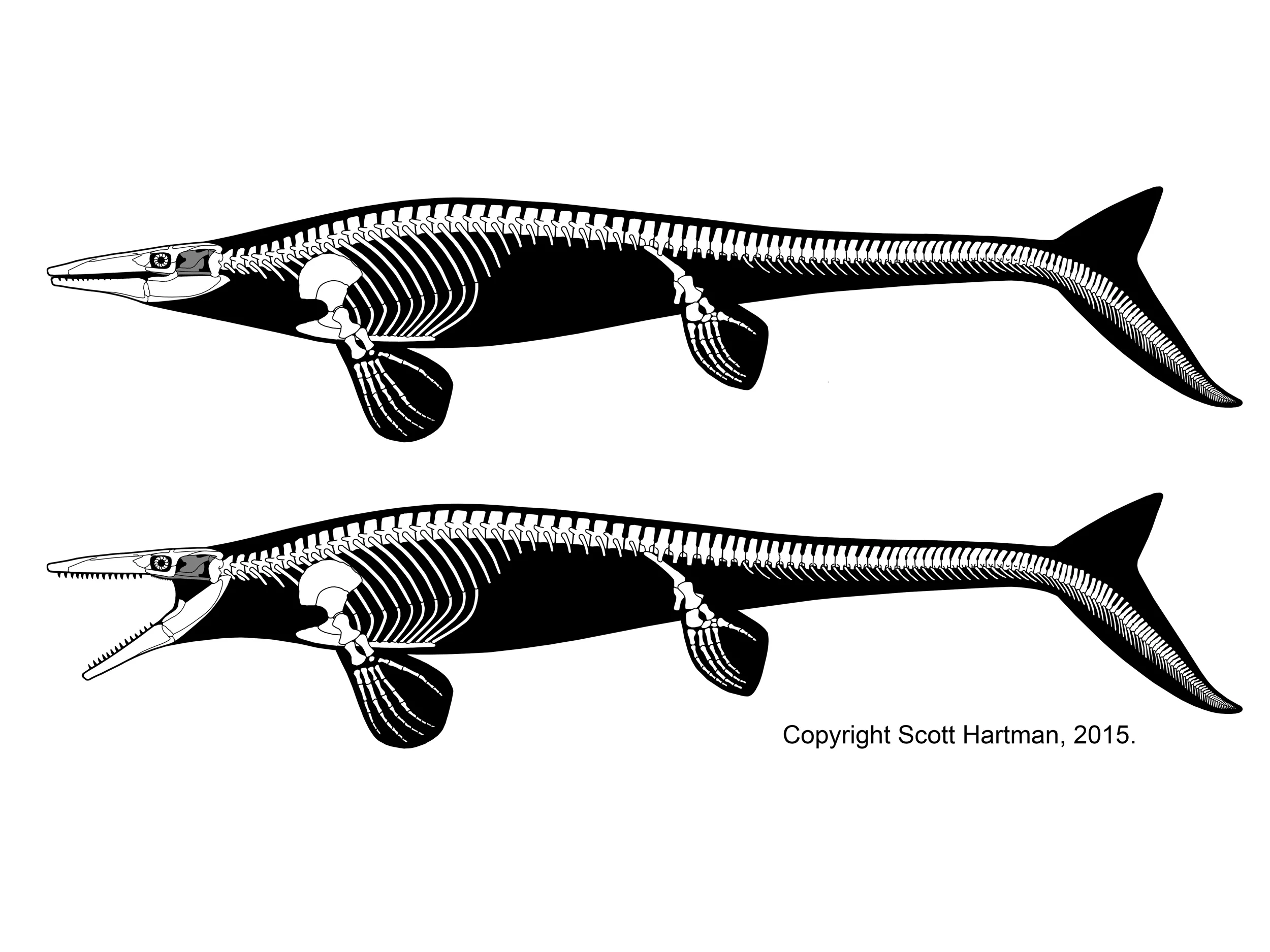 Tylosaurus pembinensis