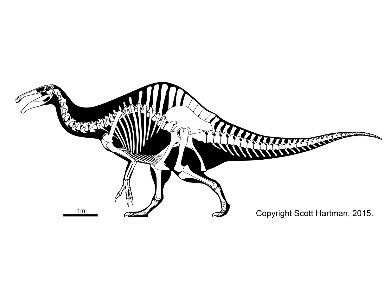 Deinocheirus mirificus