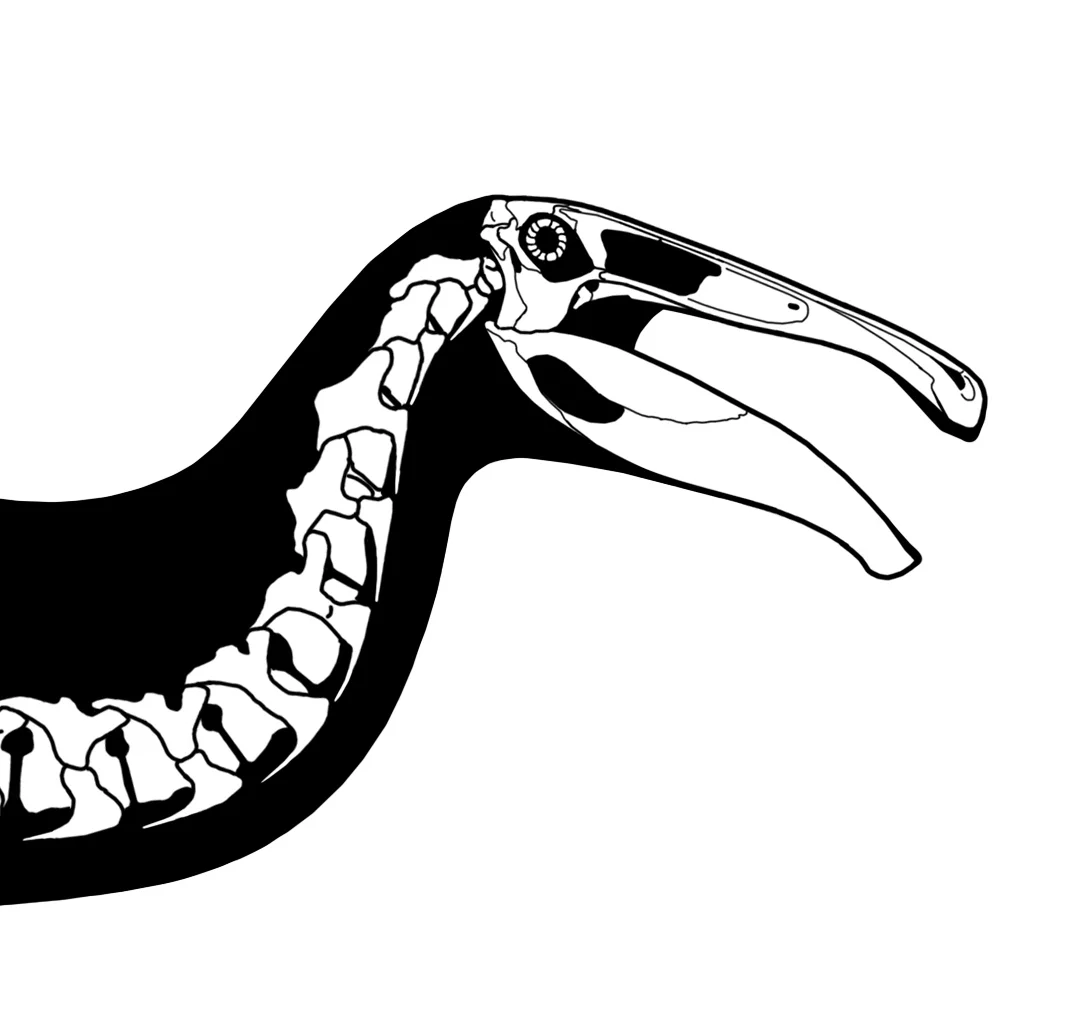 Deinocheirus - Therizinosaur or hadrosaur mimic?