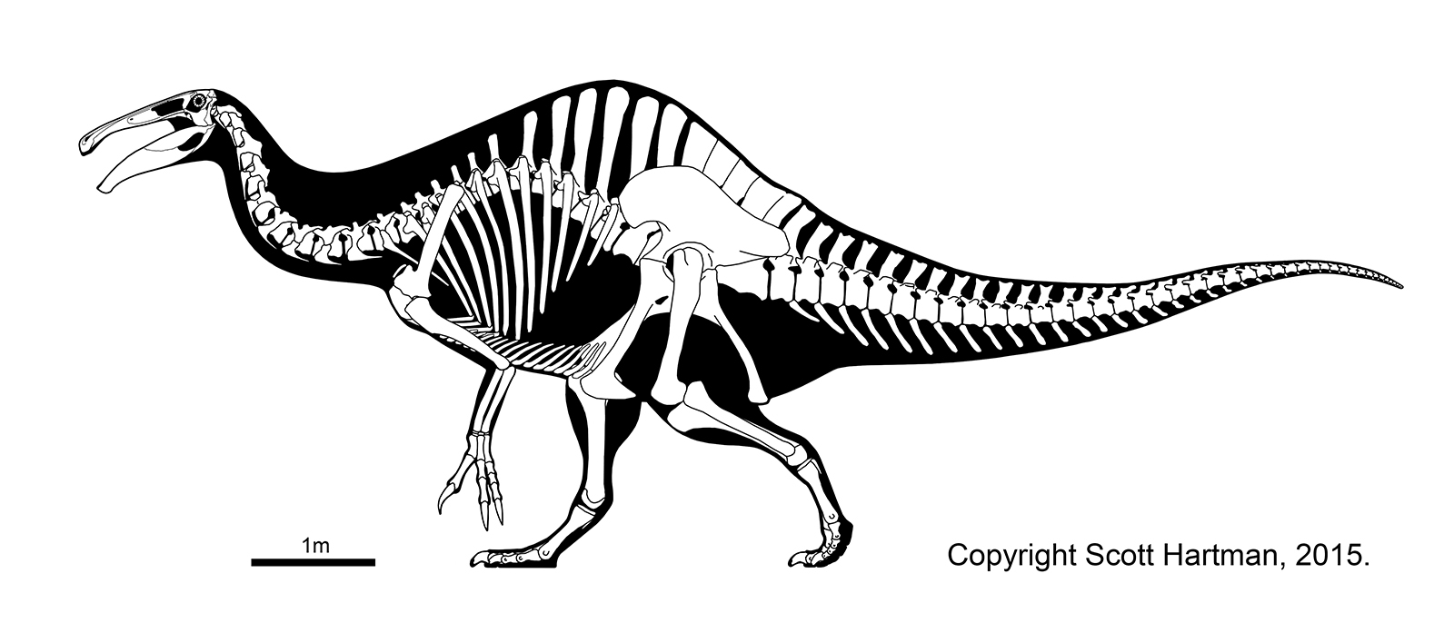 Deinocheirus - Therizinosaur or hadrosaur mimic?Dr. Scott Hartman's  Skeletal Drawing.com