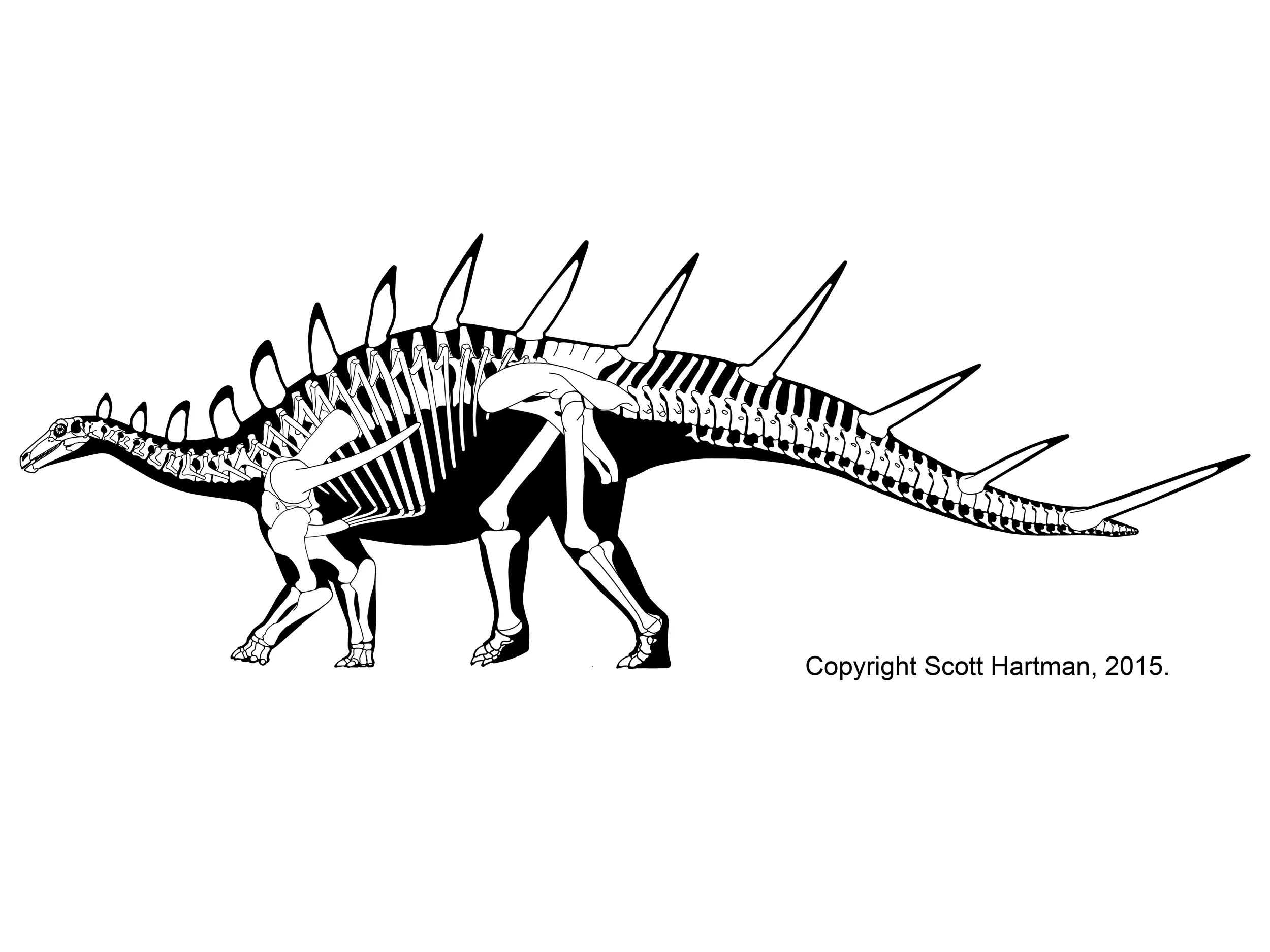 Kentrosaurus aethiopicus