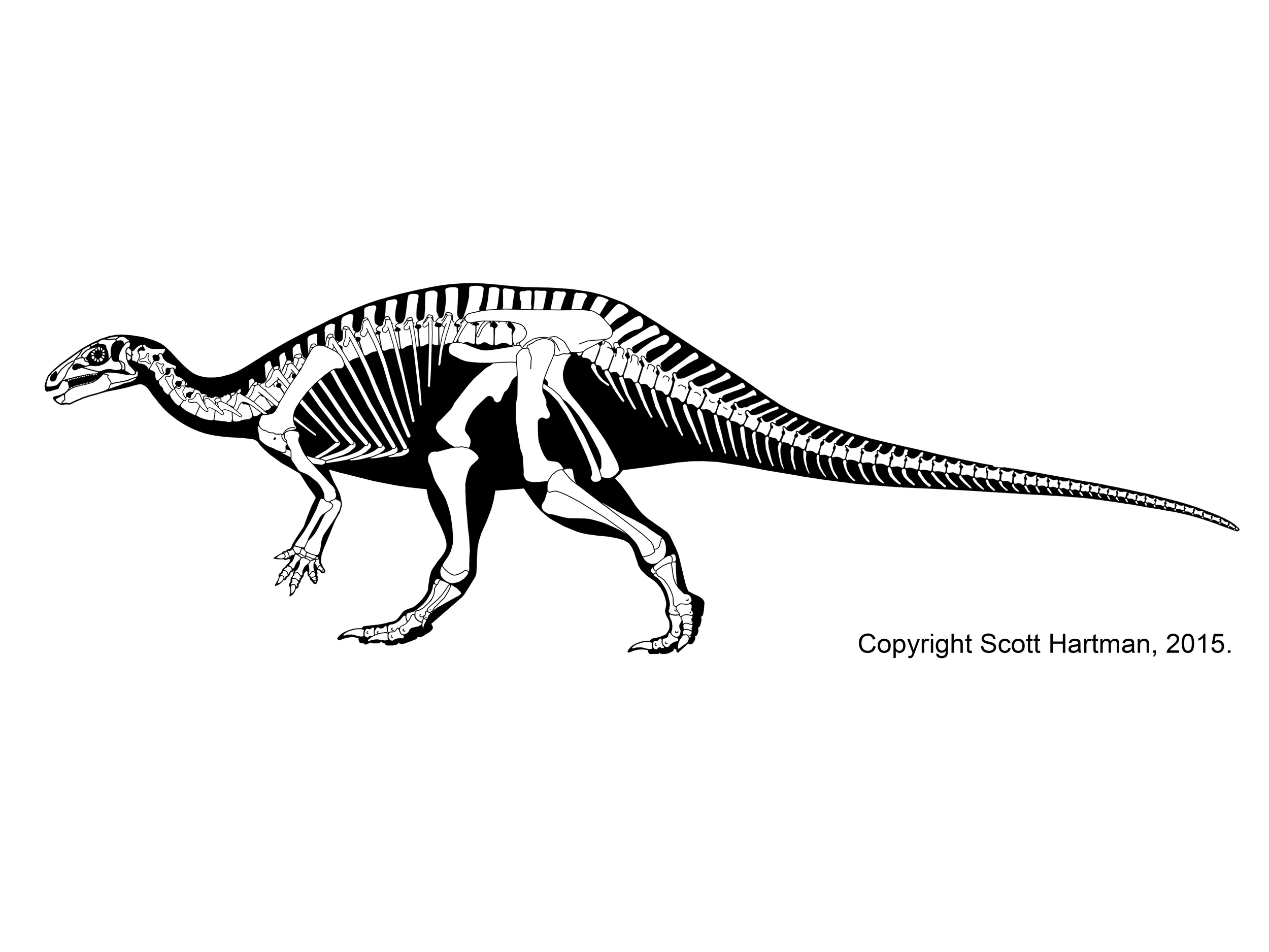 Camptosaurus dispar