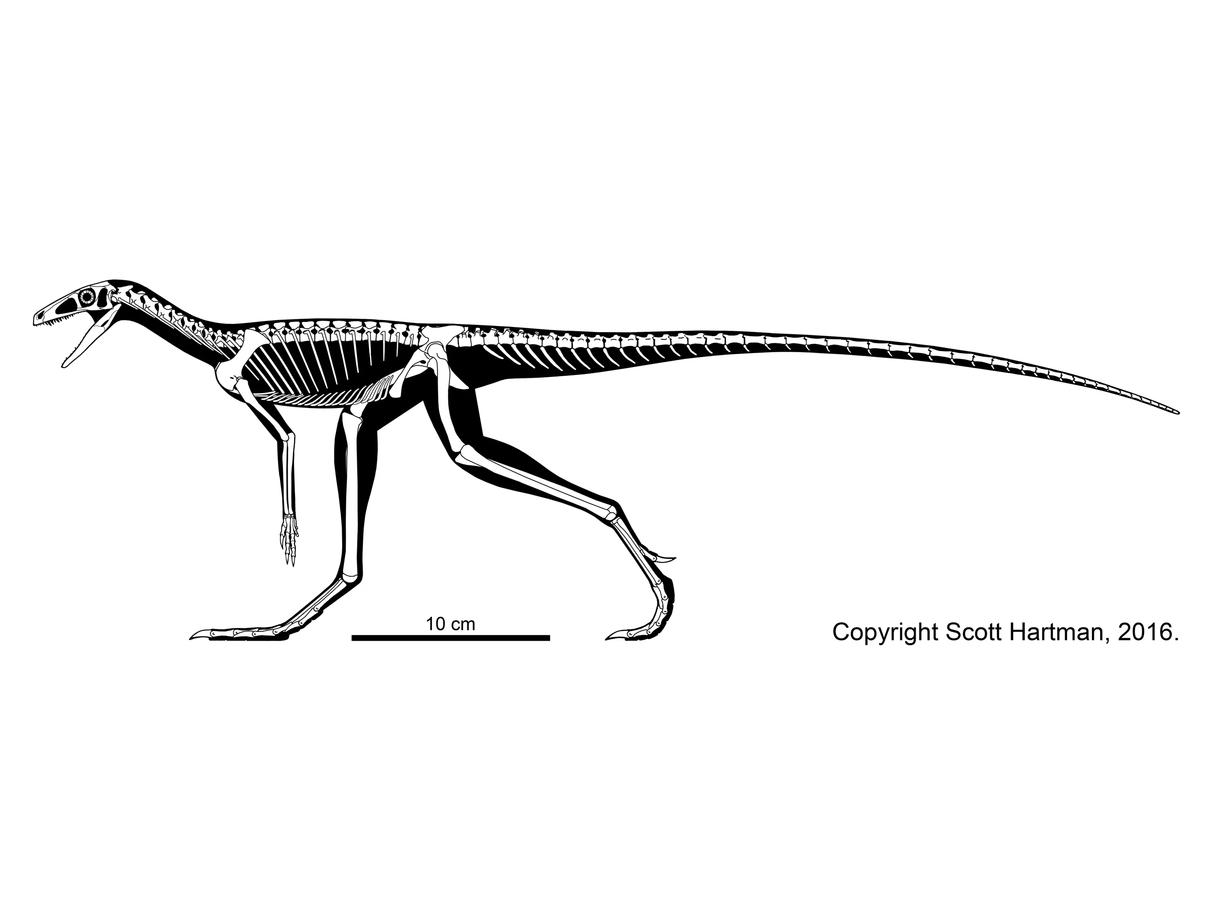 Marasuchus
