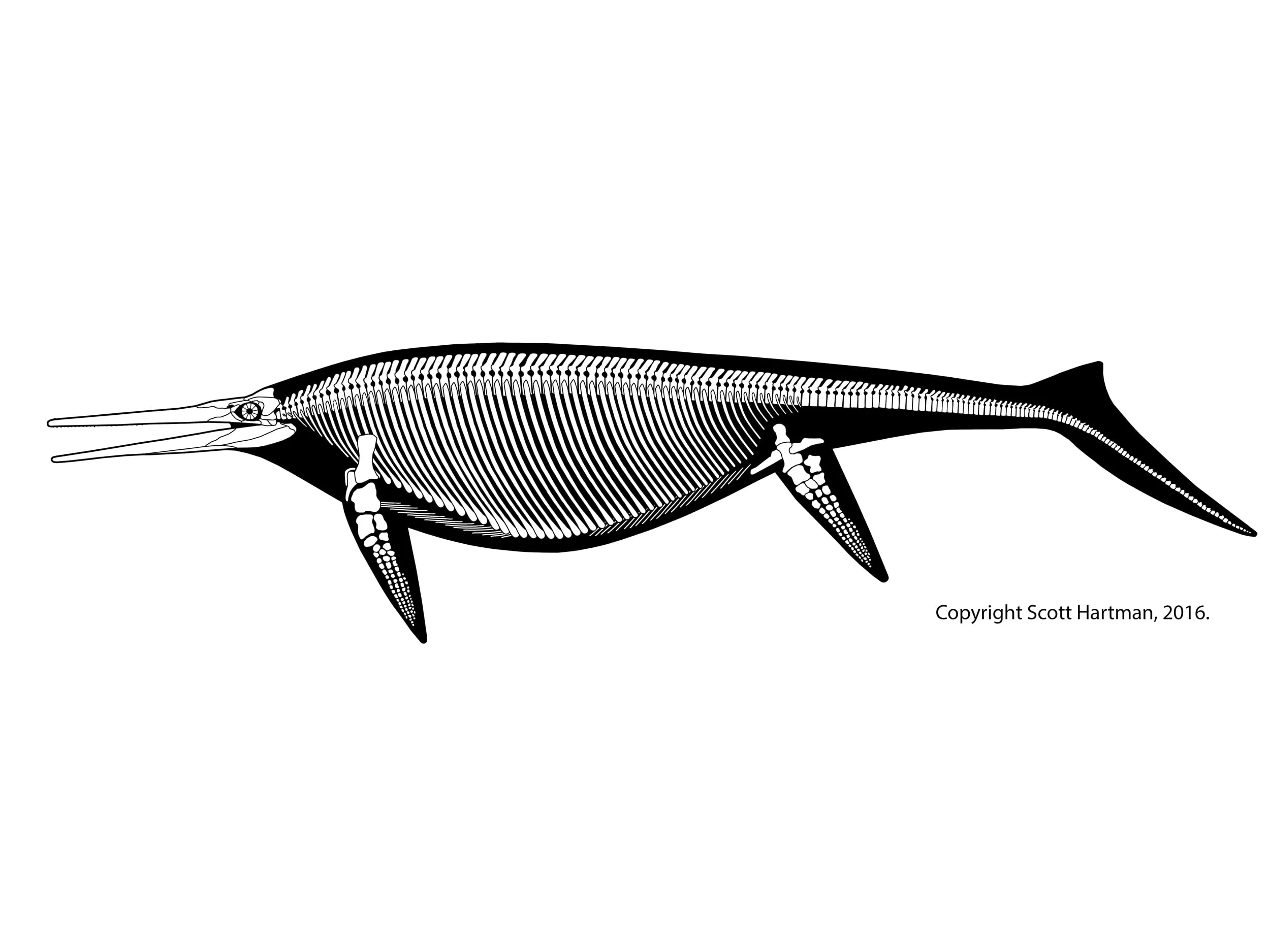 Shonisaurus popularis