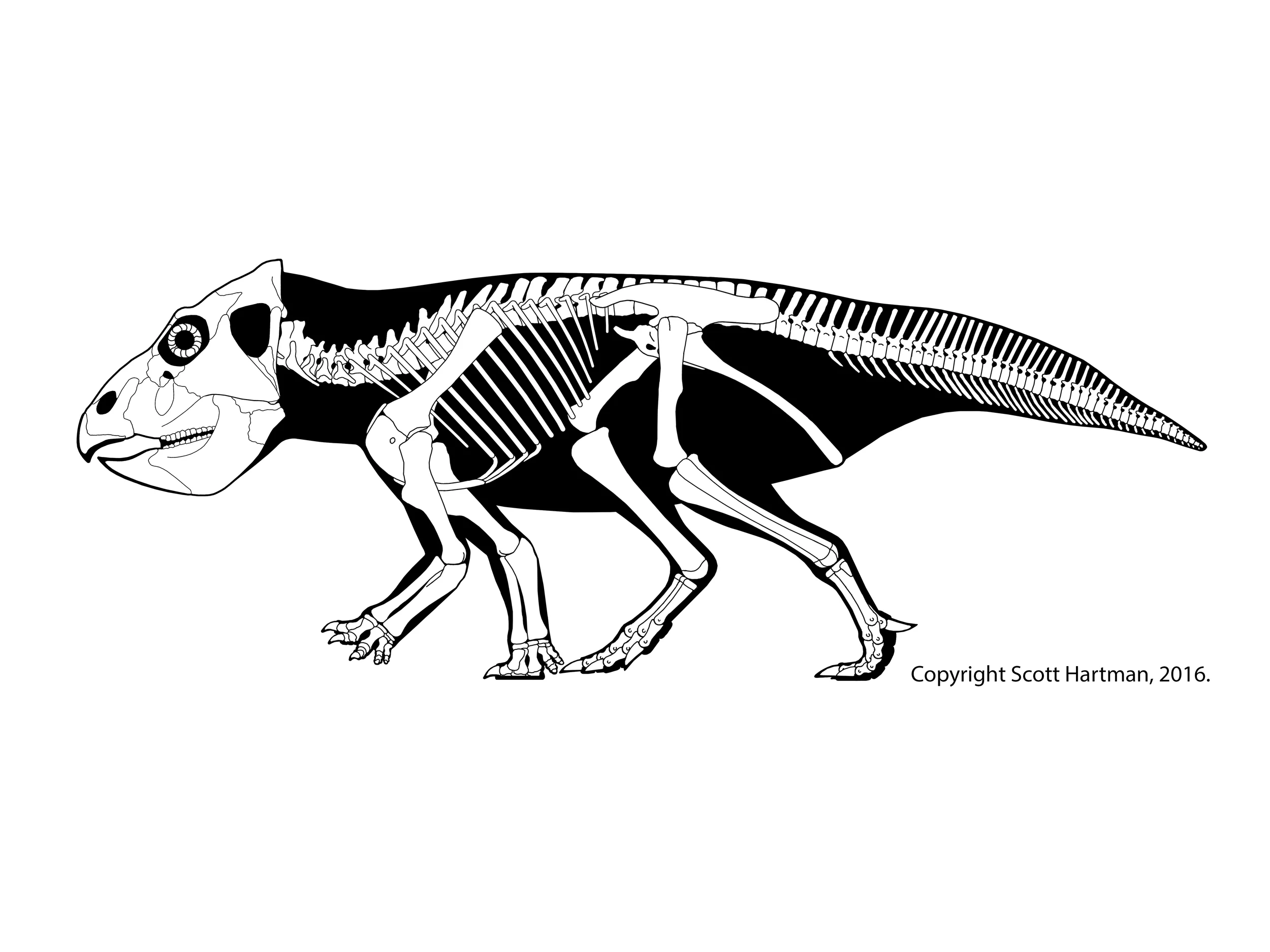 Leptoceratops gracilis