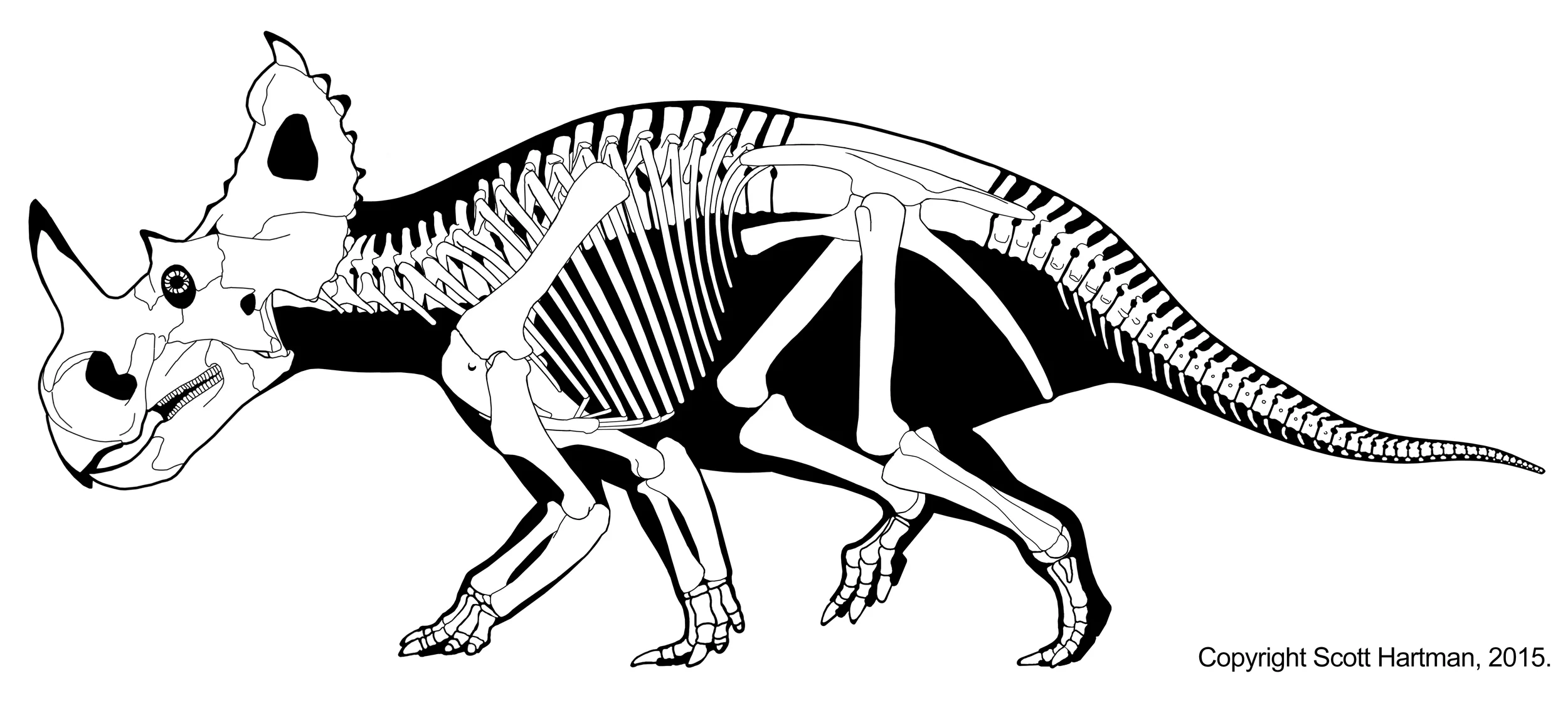 Centrosaurus.jpg