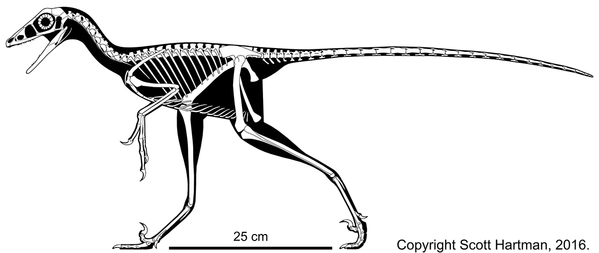 Sinovenator skeletal update 2016.jpg