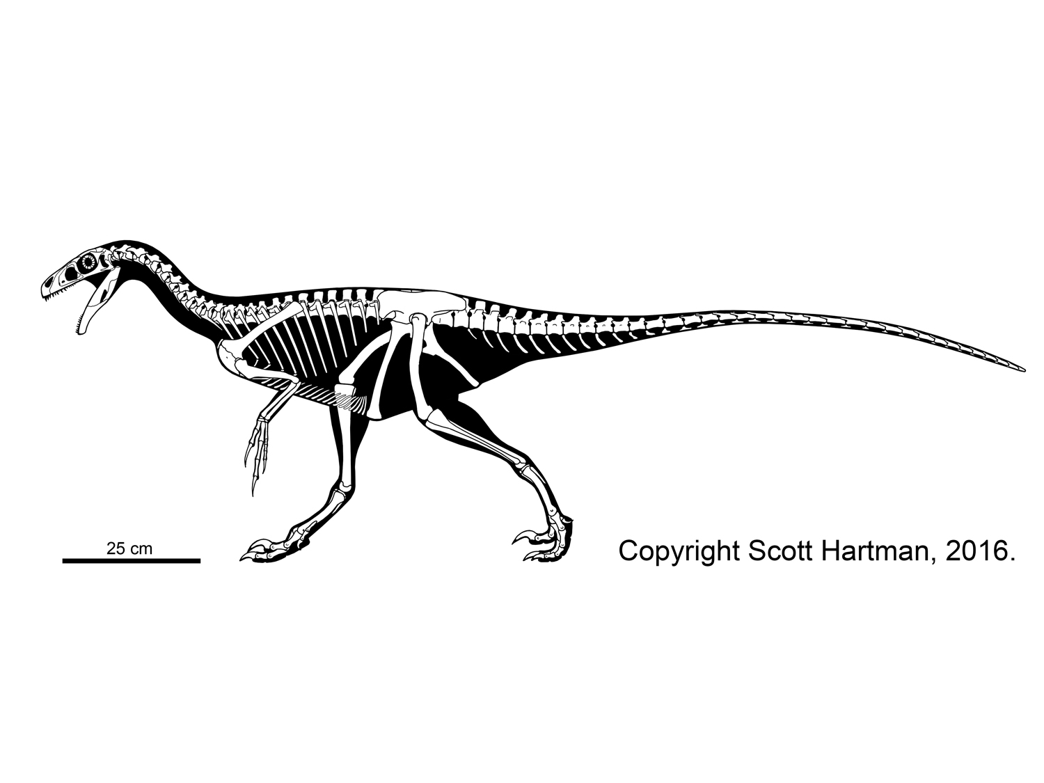 Ornitholestes hermanni