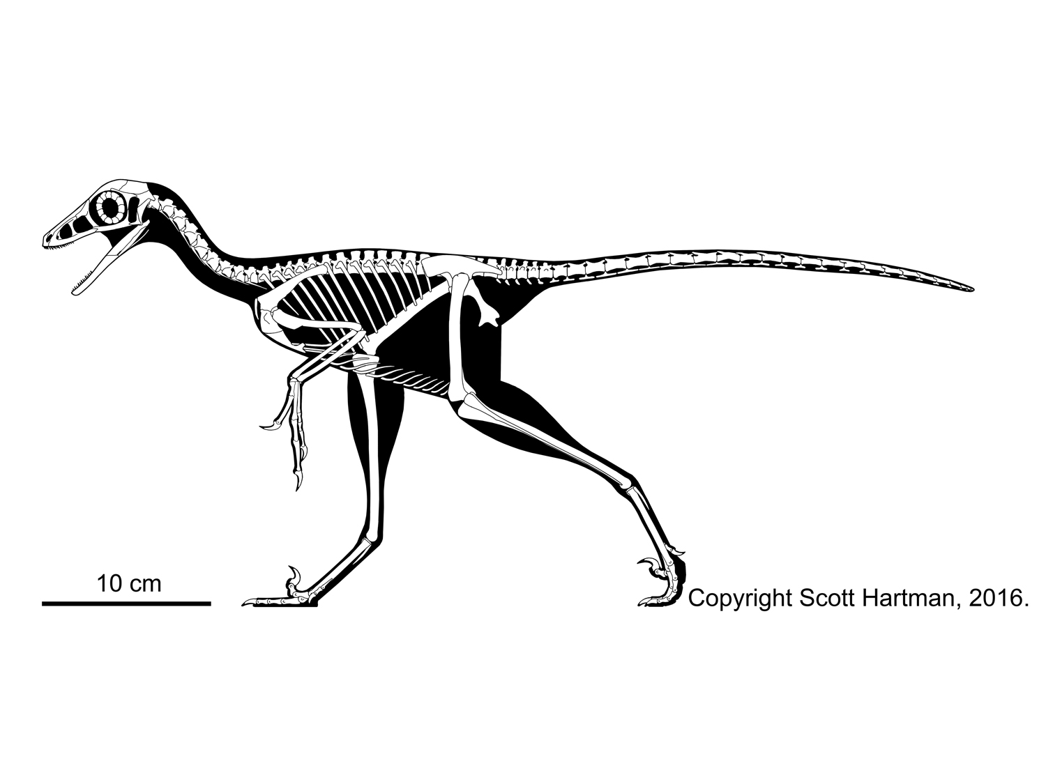 Jinfengopteryx elegans