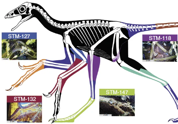 Anchiornis: Putting skin on the bones...with science!