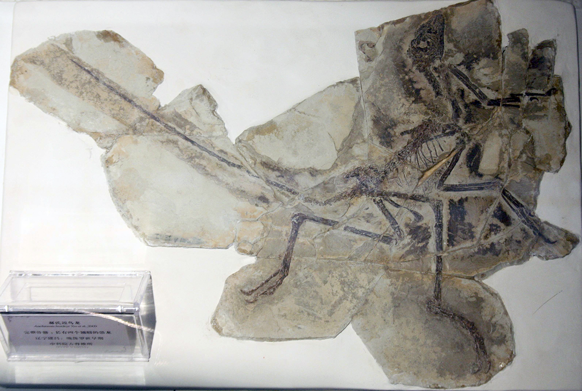 A lovely specimen of Anchiornis, taken by David Hone .