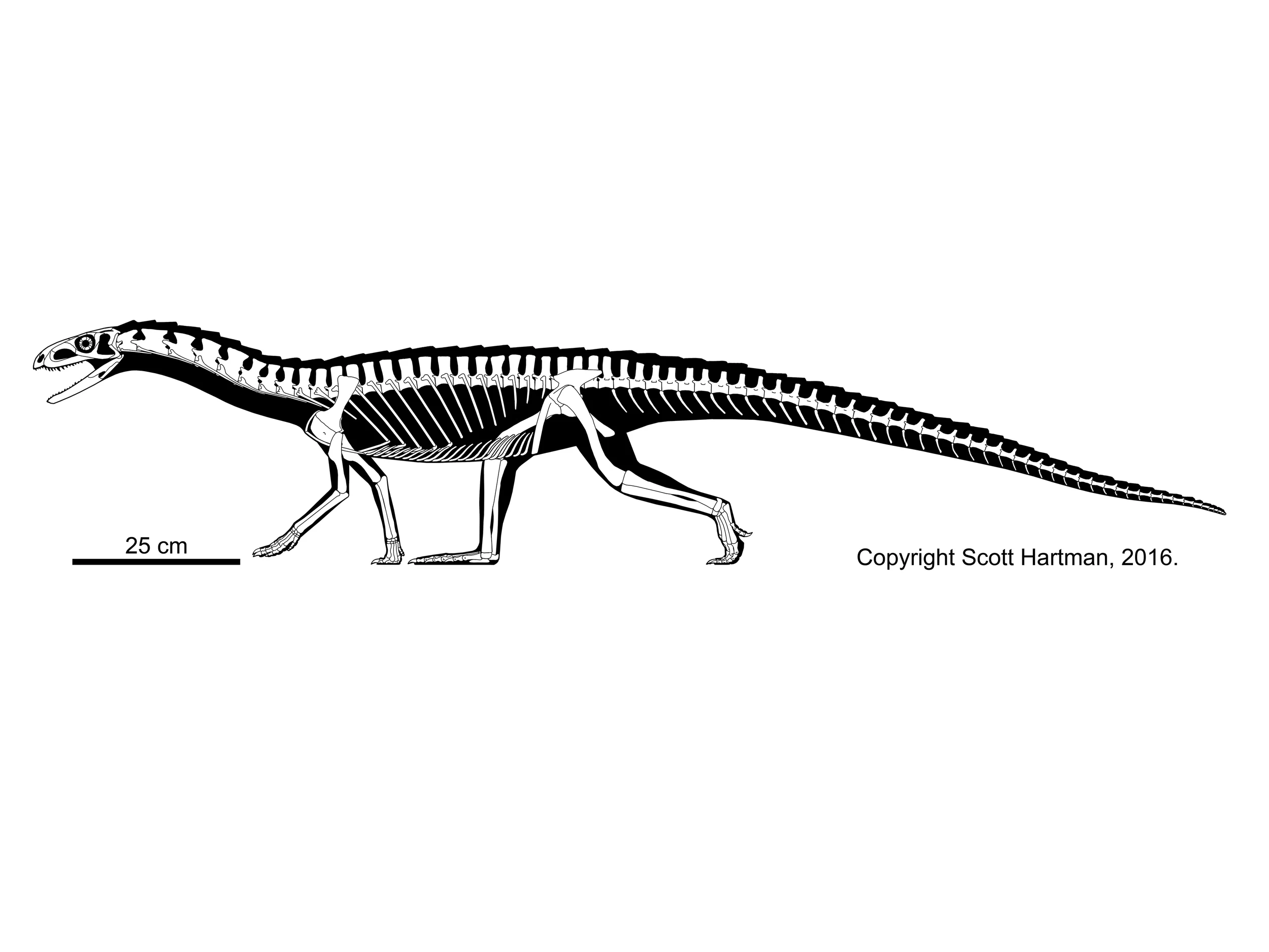 Teleocrater rhadinus