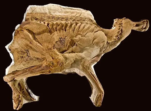 The shoulder bone (scapula) of Leonardo the ‘mummified’ hadrosaur is clearly about halfway up the rib cage, not up near the top. Image courtesy of Red Rocket Photography/The Children’s Museum of Indianapolis/Wikimedia Commons.