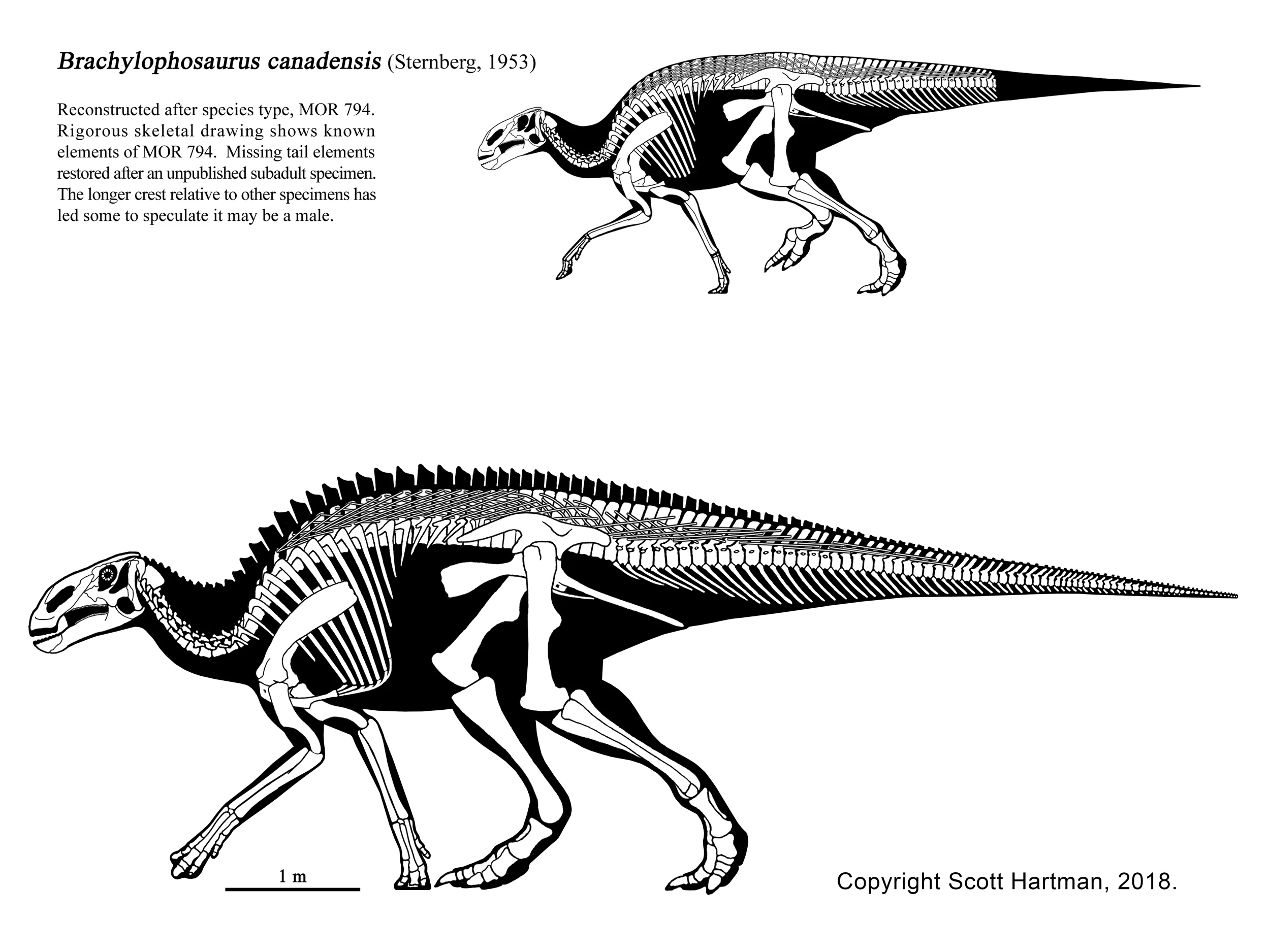 Brachylophosaurus.jpg