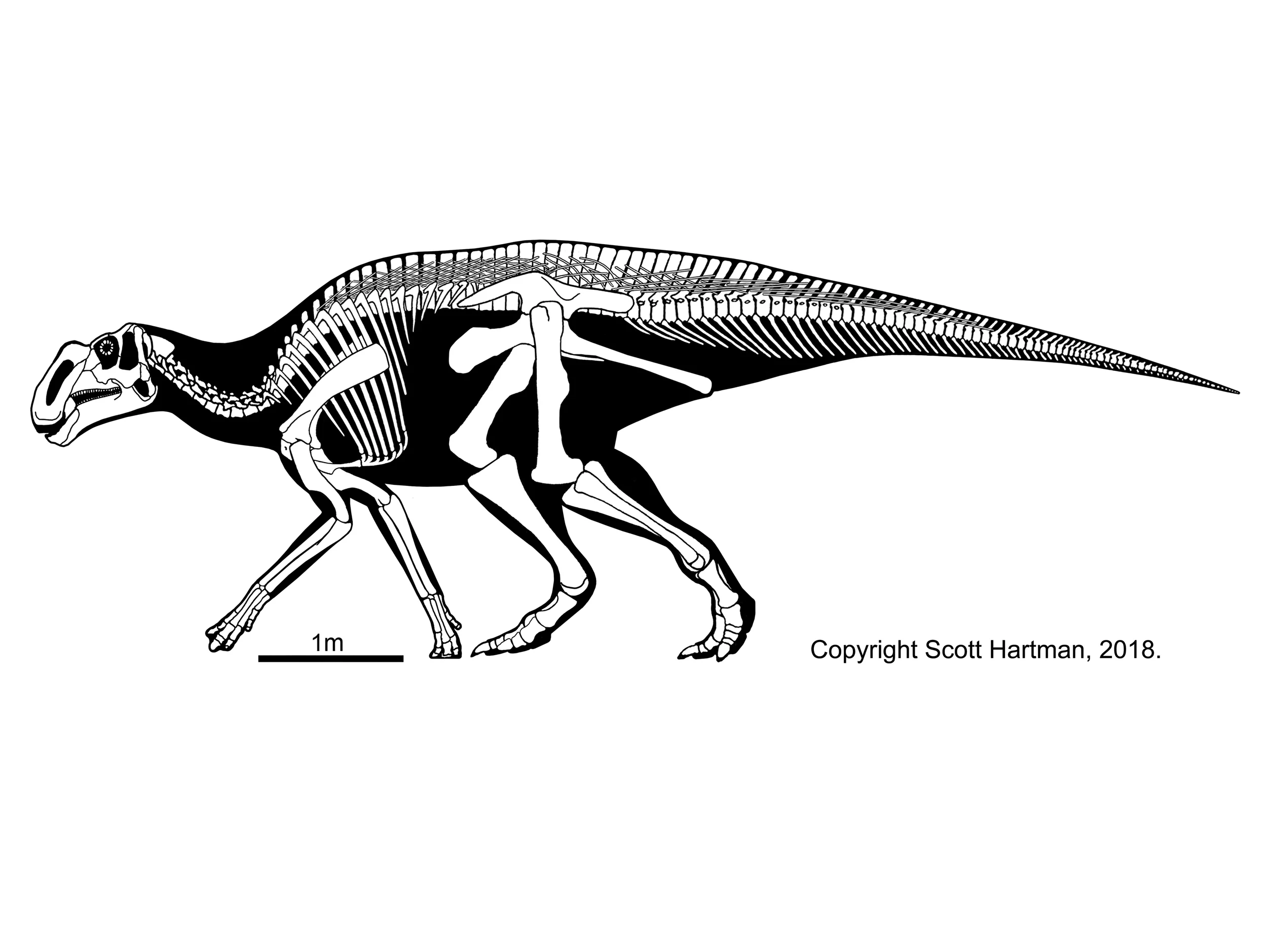 Gryposaurus monumentensis