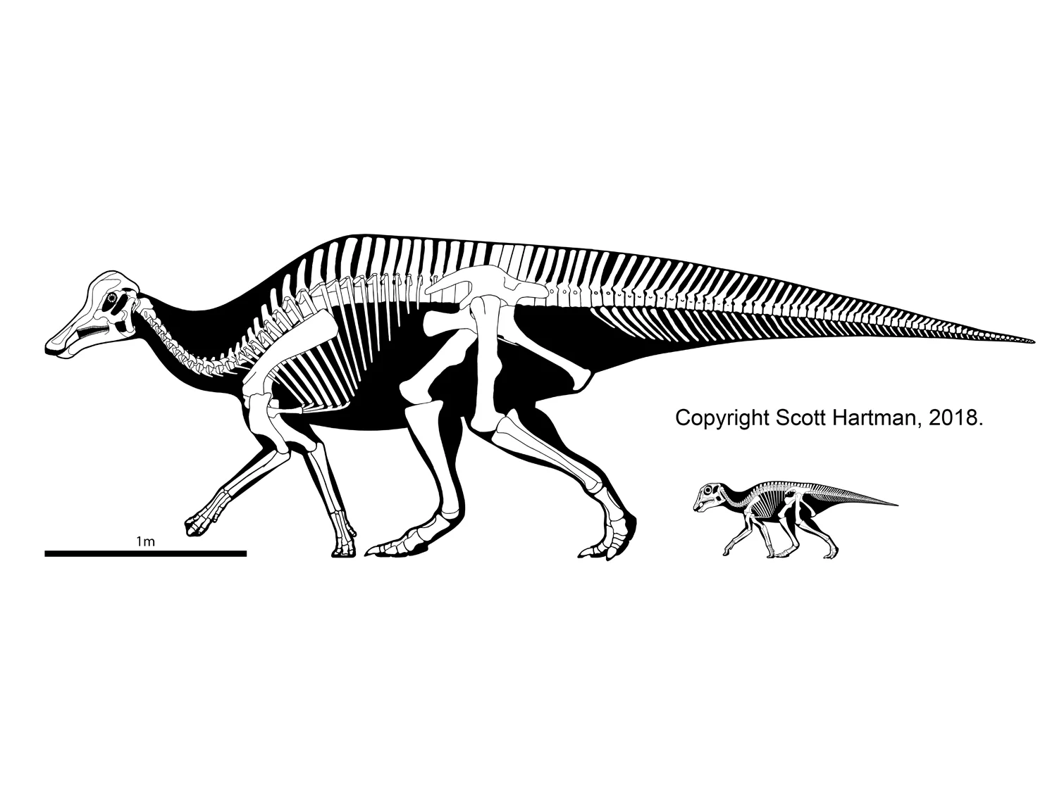 Hypacrosaurus stebingeri