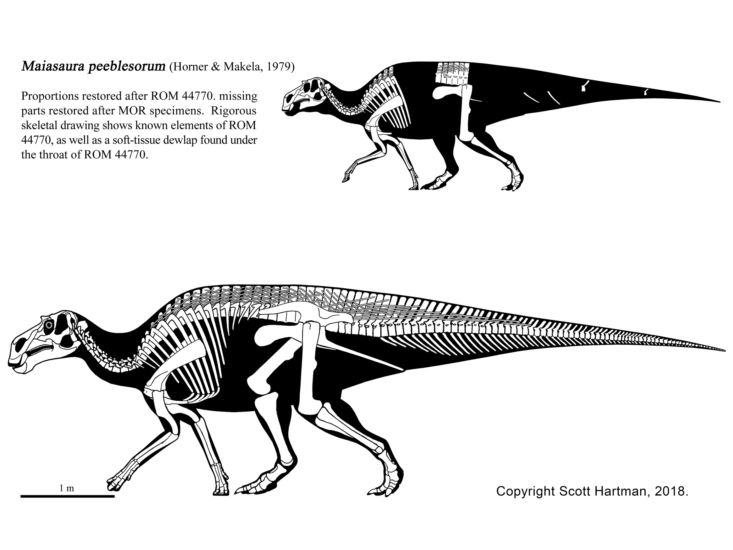 Maiasaura.jpg