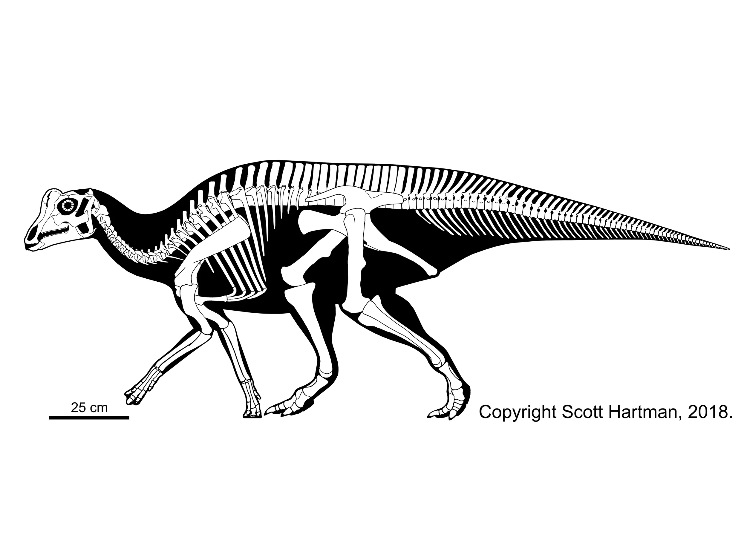 Parasaurolophus sp. juvenile