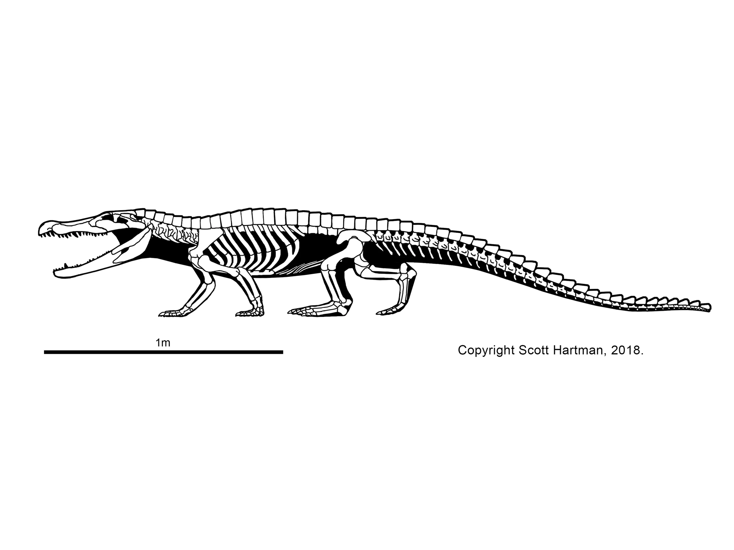 Goniopholis