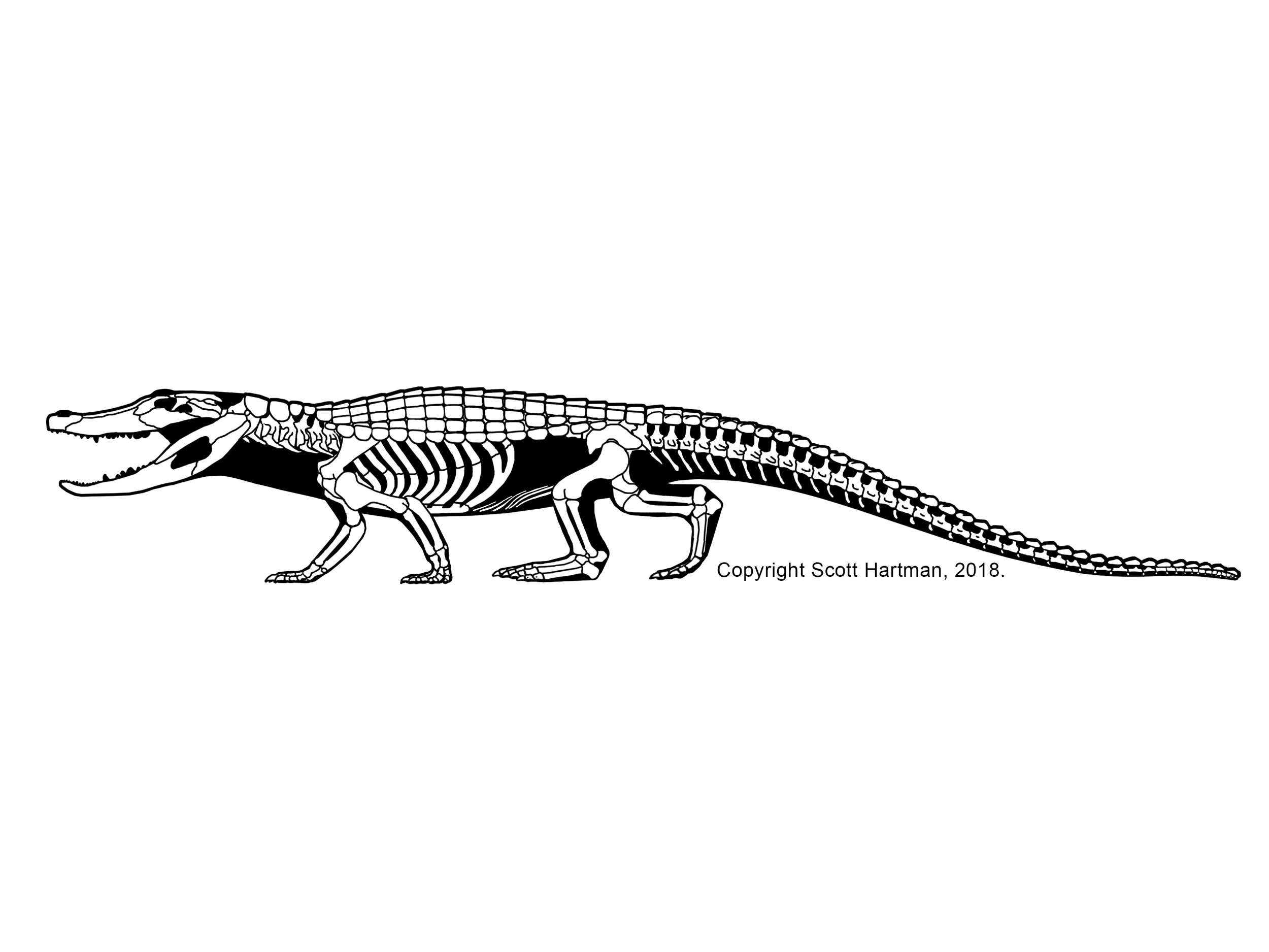 Brachychampsa
