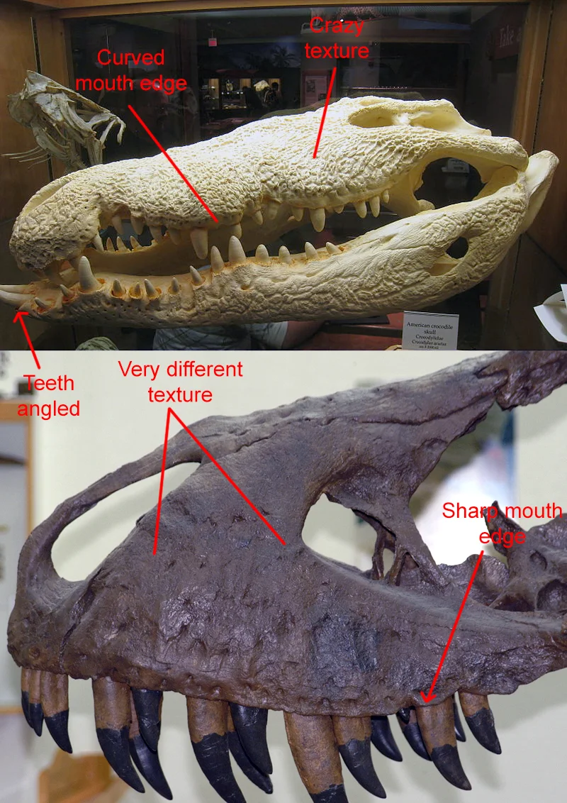 American Crocodile credit Daderot Public Domain, T. rex maxilla photo is my own