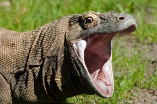 Its bite is definitely worse than its bark. Credit Anna Yu via Science Daily