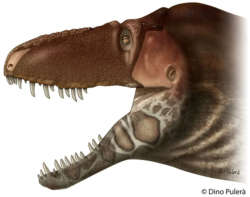 A lipless Daspletosaurus horneri .