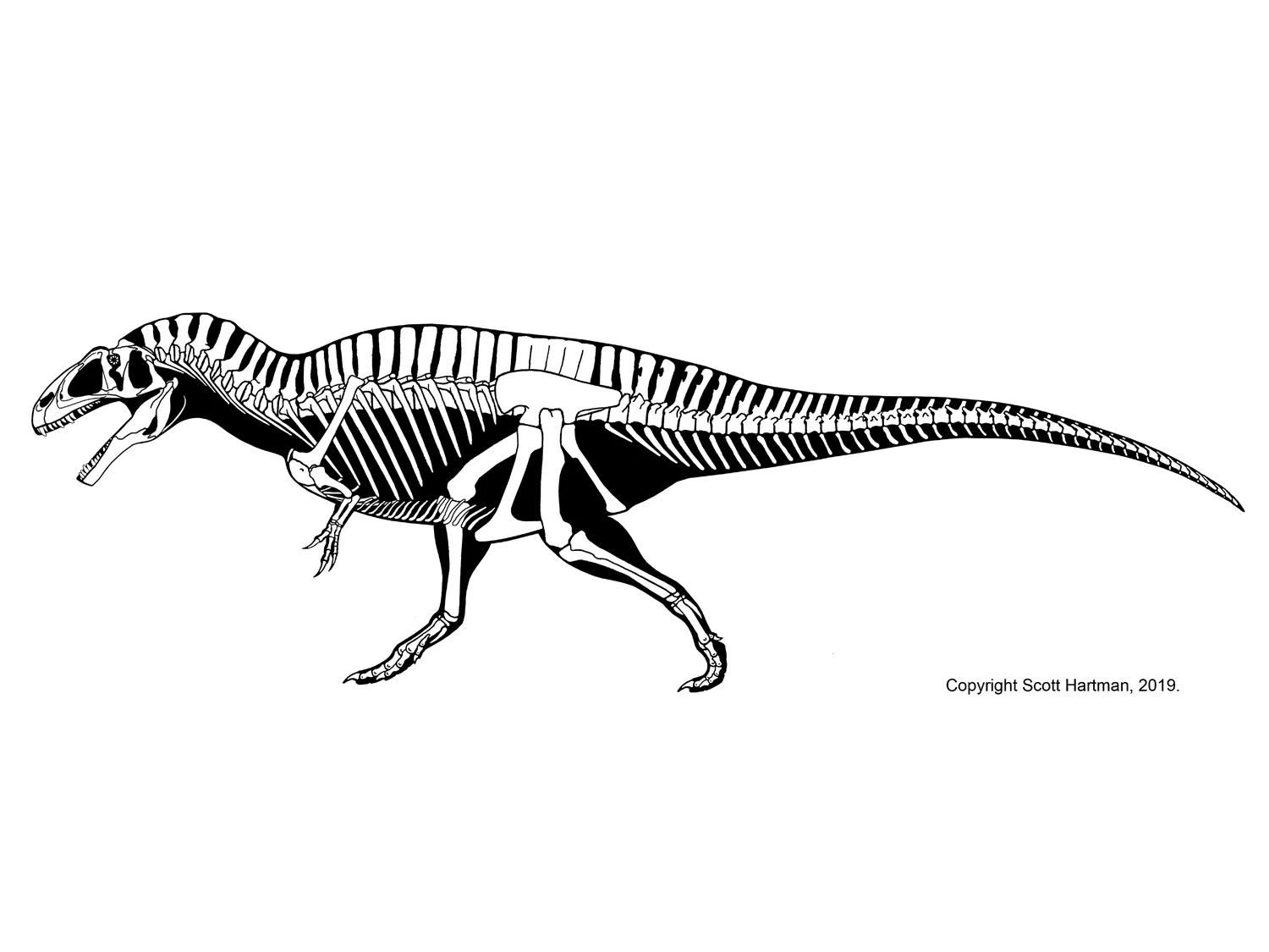 Acrocanthosaurus atokensis