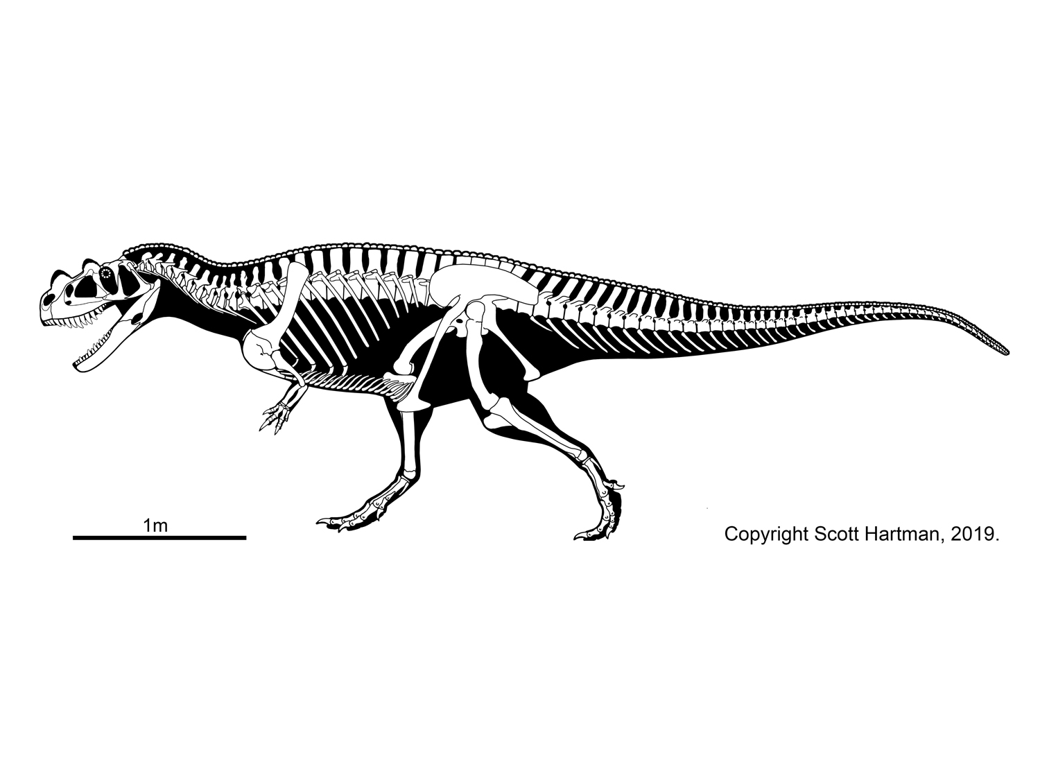 Ceratosaurus nasicornis type specimen