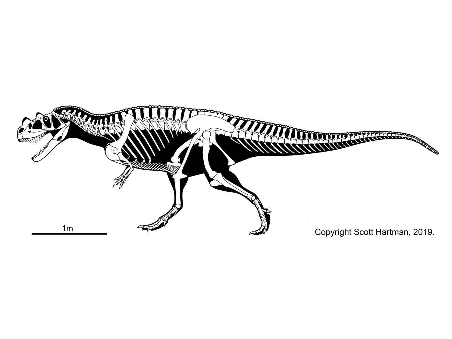 Ceratosaurus nasicornis type specimen