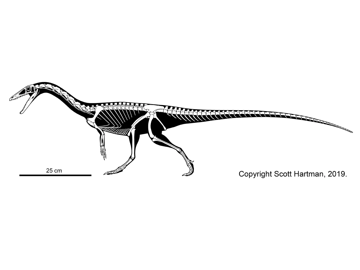 Coelophysis bauri
