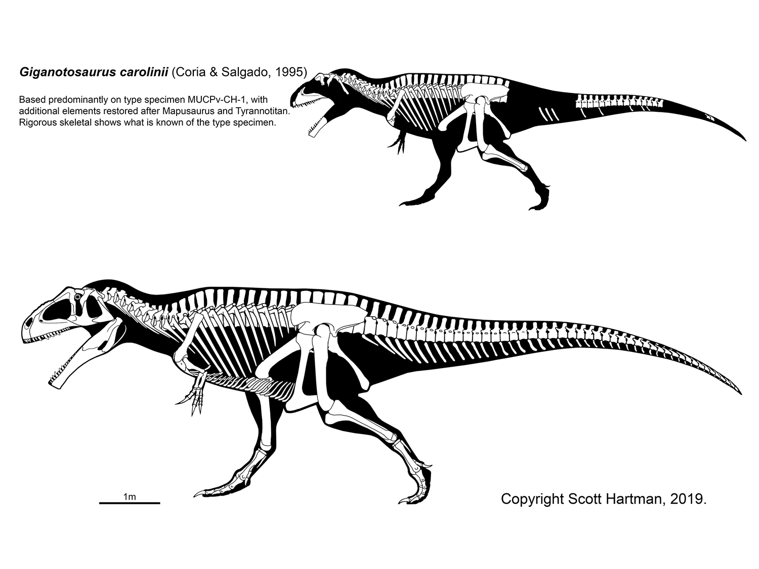 Giganotosaurus.jpg