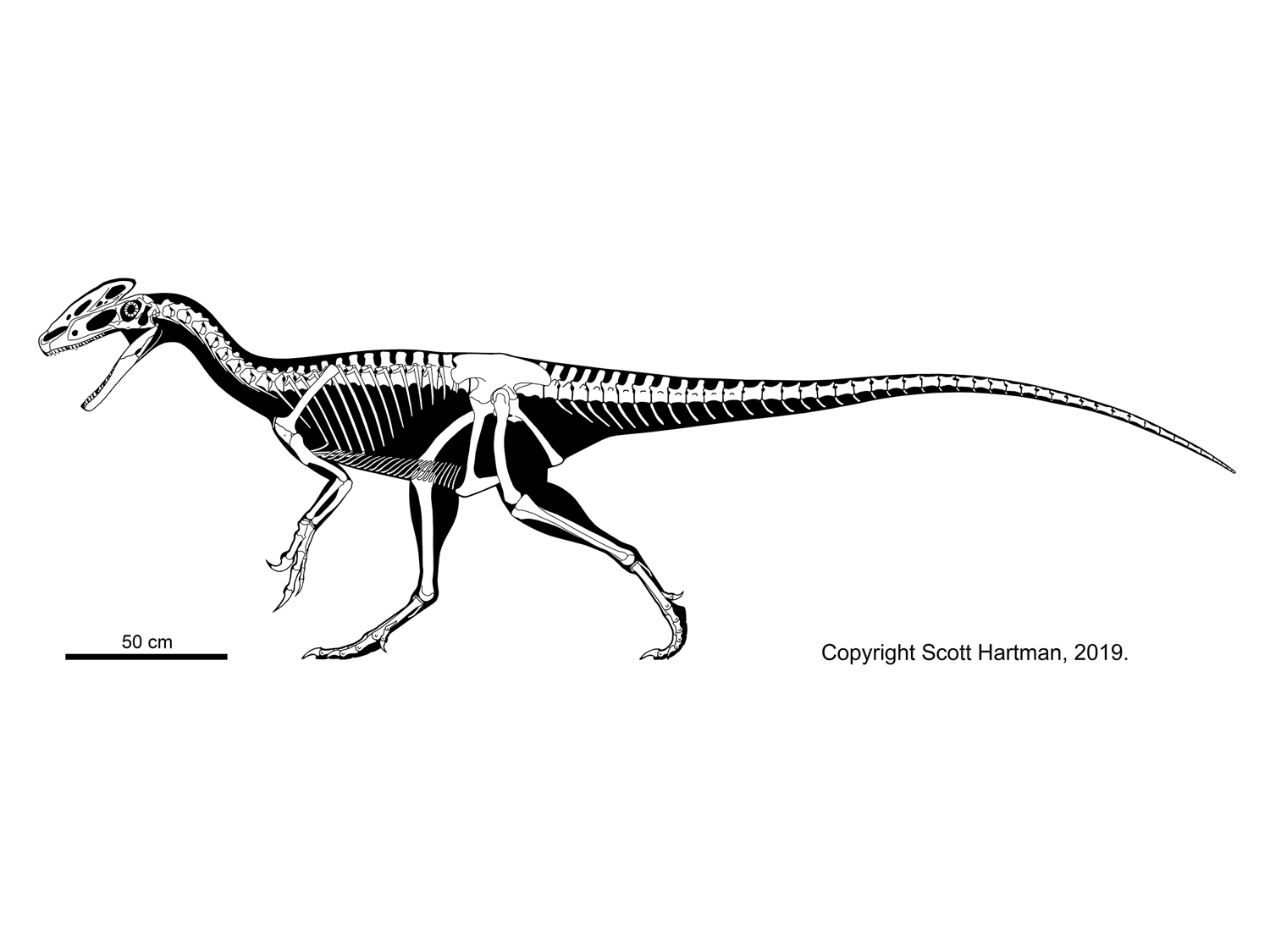 Guanlong wucaii